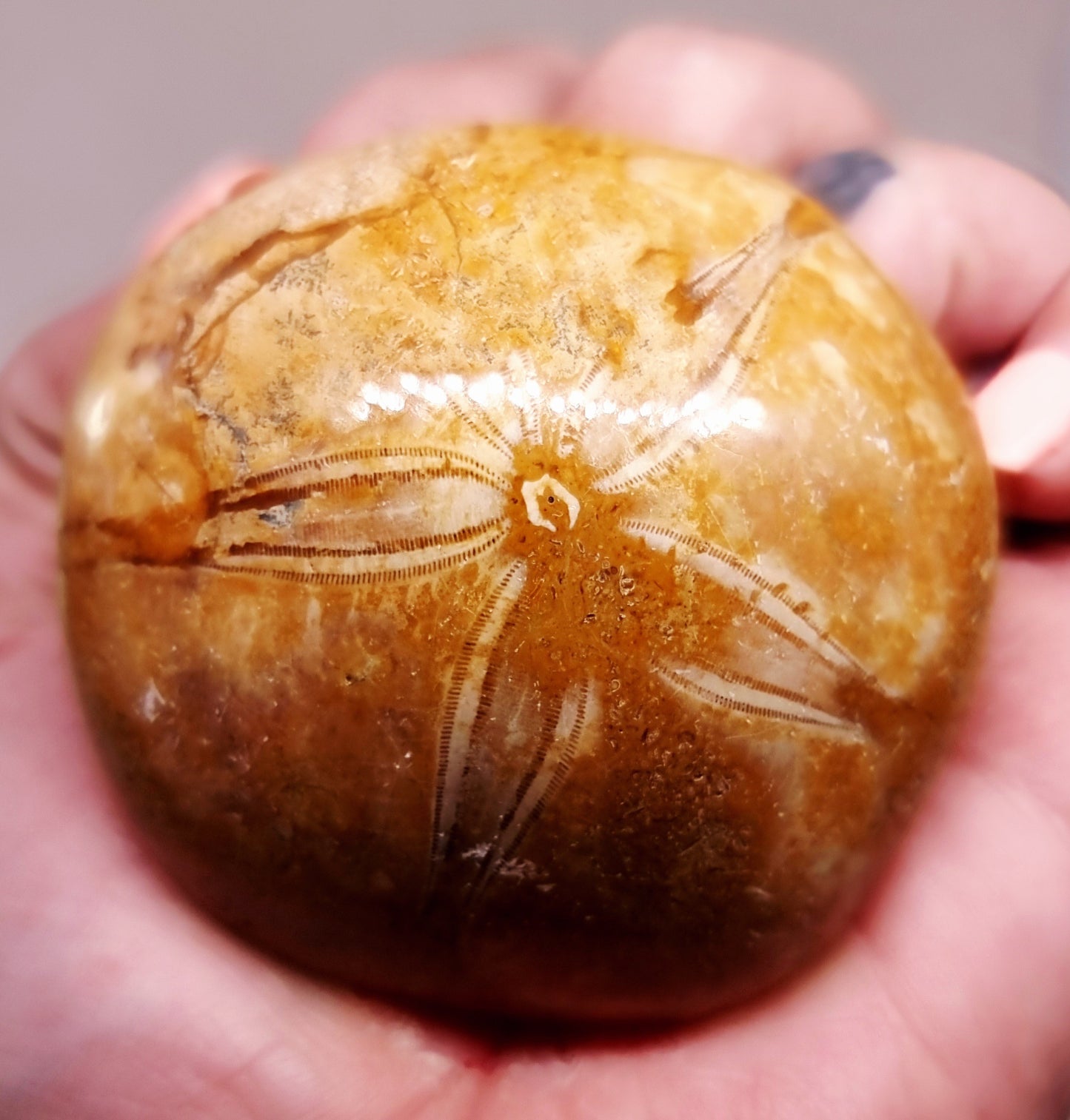 POLISHED ECHINOID FOSSIL SHELL (SAND DOLLAR) 93 g