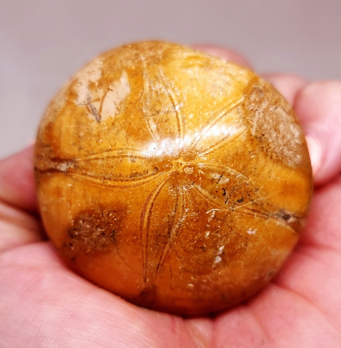 POLISHED ECHINOID FOSSIL SHELL (SAND DOLLAR) 74 g