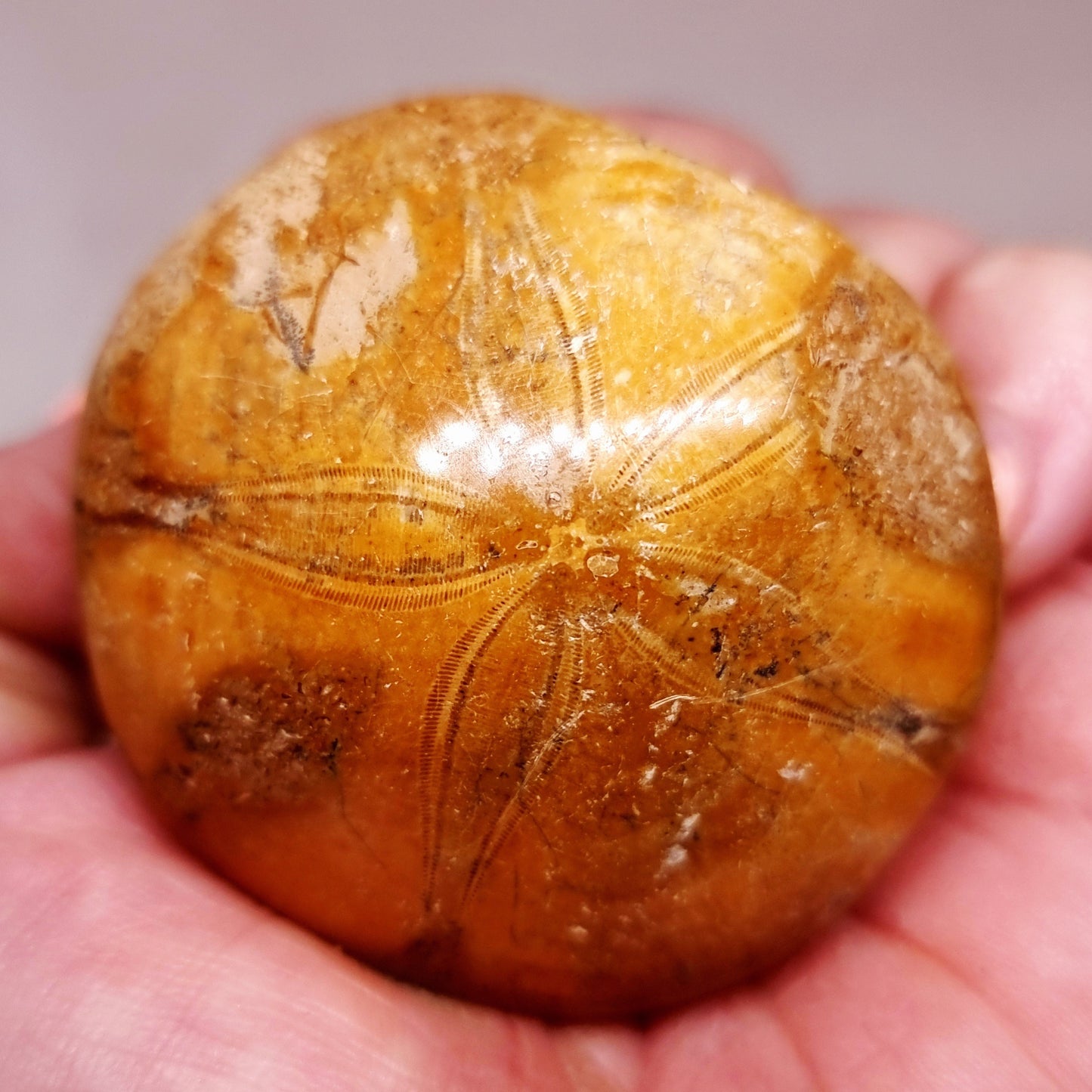 POLISHED ECHINOID FOSSIL SHELL (SAND DOLLAR) 41 g