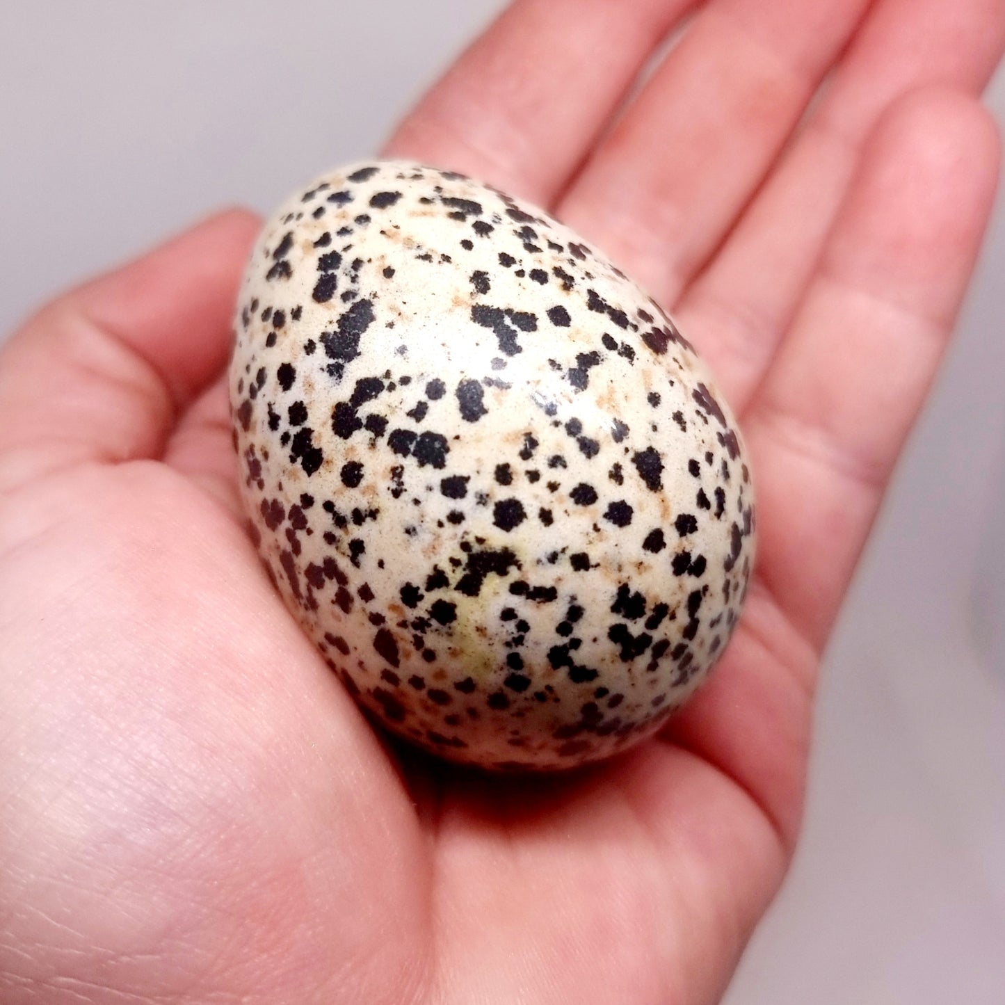 DALMATION JASPER POLISHED EGG 159 g - GROUNDING