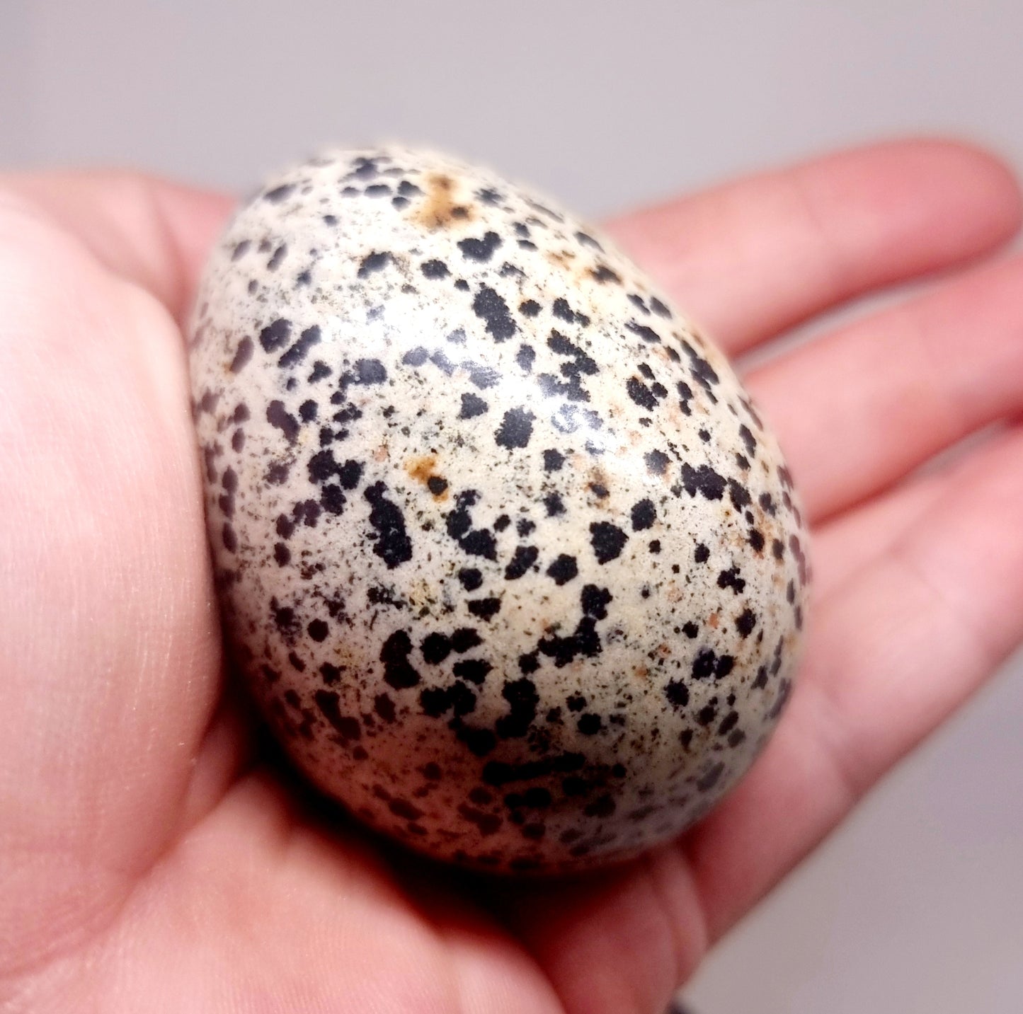 DALMATION JASPER POLISHED EGG 163 g - GROUNDING