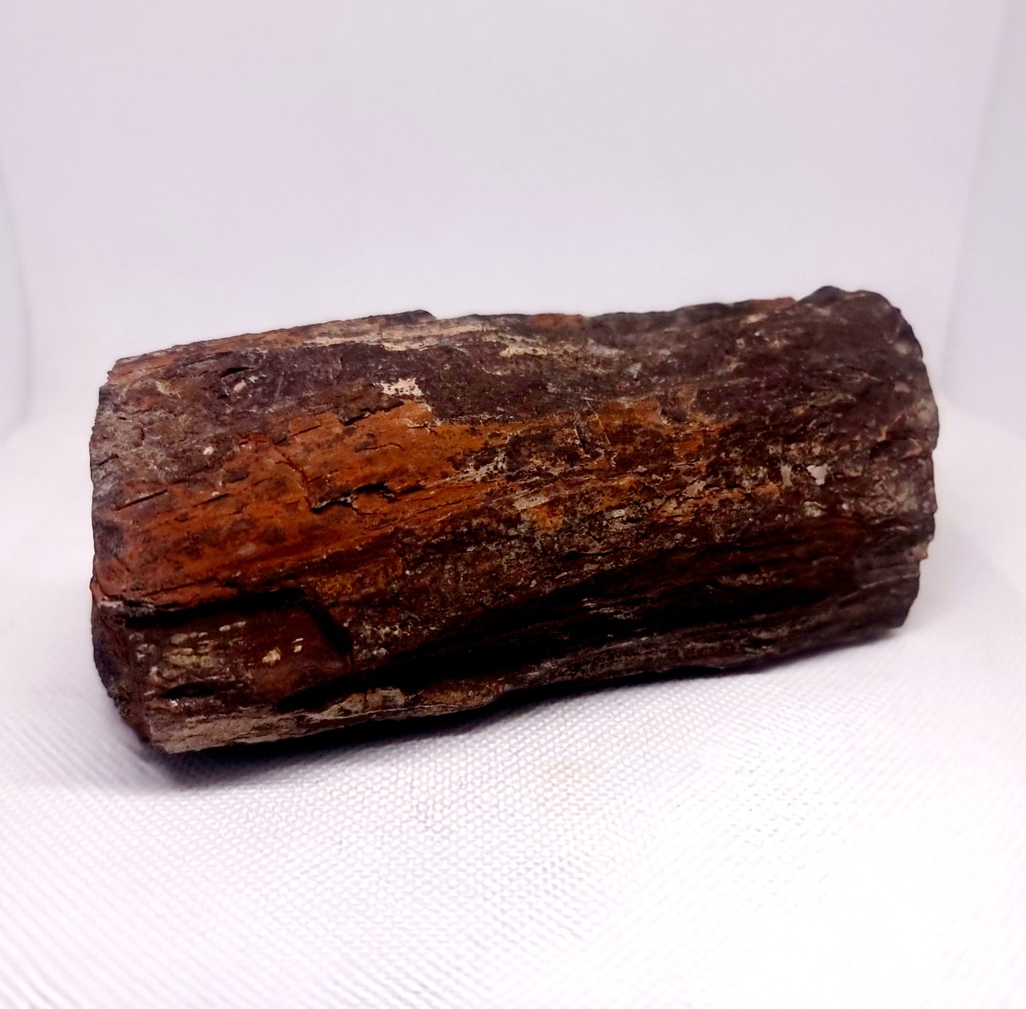 PETRIFIED WOOD FOSSIL 853 g - ANCIENT KNOWLEDGE