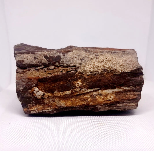 PETRIFIED WOOD FOSSIL 853 g - ANCIENT KNOWLEDGE