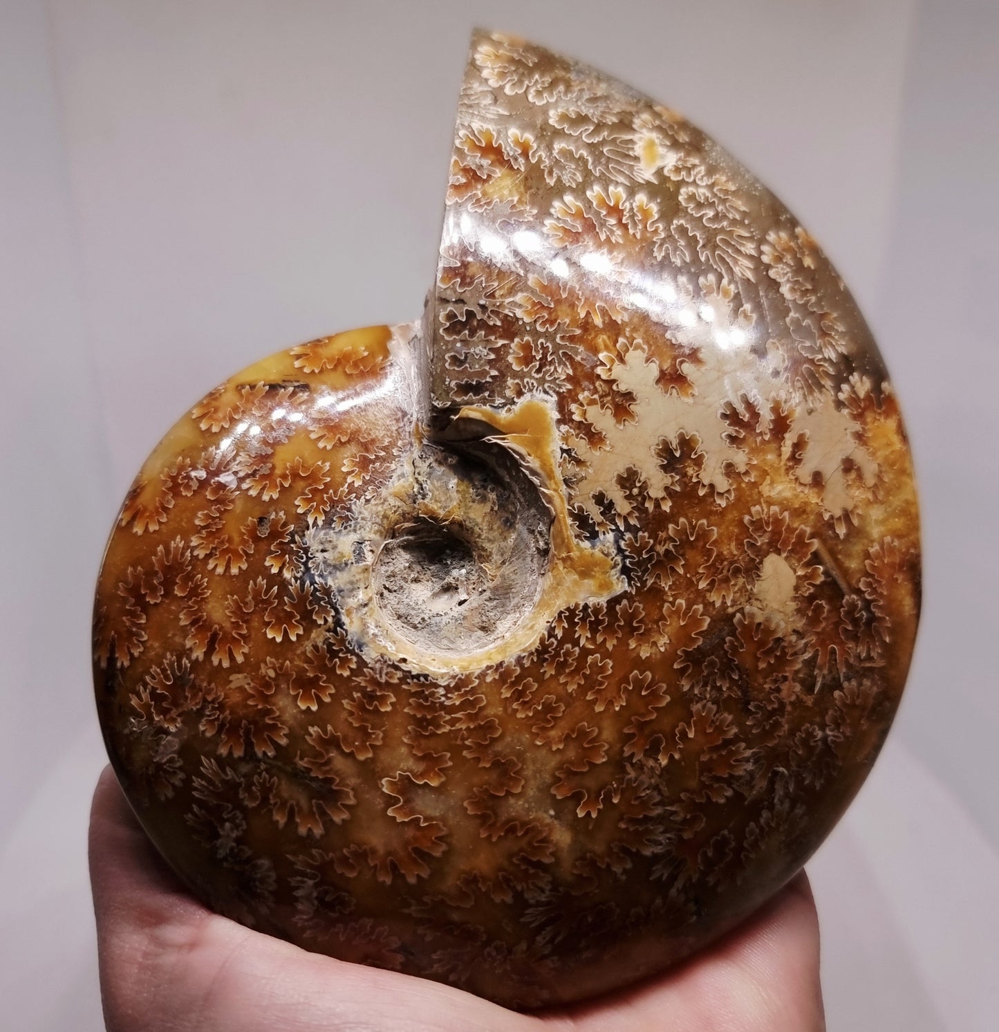 AMMONITE PHYLLOCERAS "JIGSAW" WHOLE FOSSIL - AURA CLEANSING