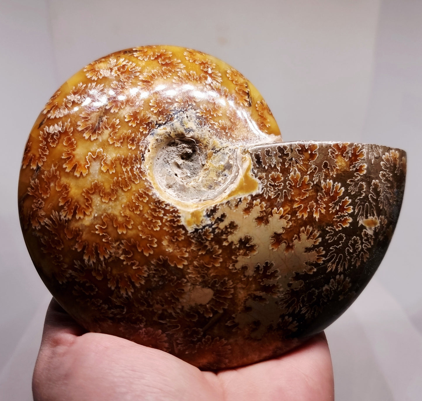 AMMONITE PHYLLOCERAS "JIGSAW" WHOLE FOSSIL - AURA CLEANSING