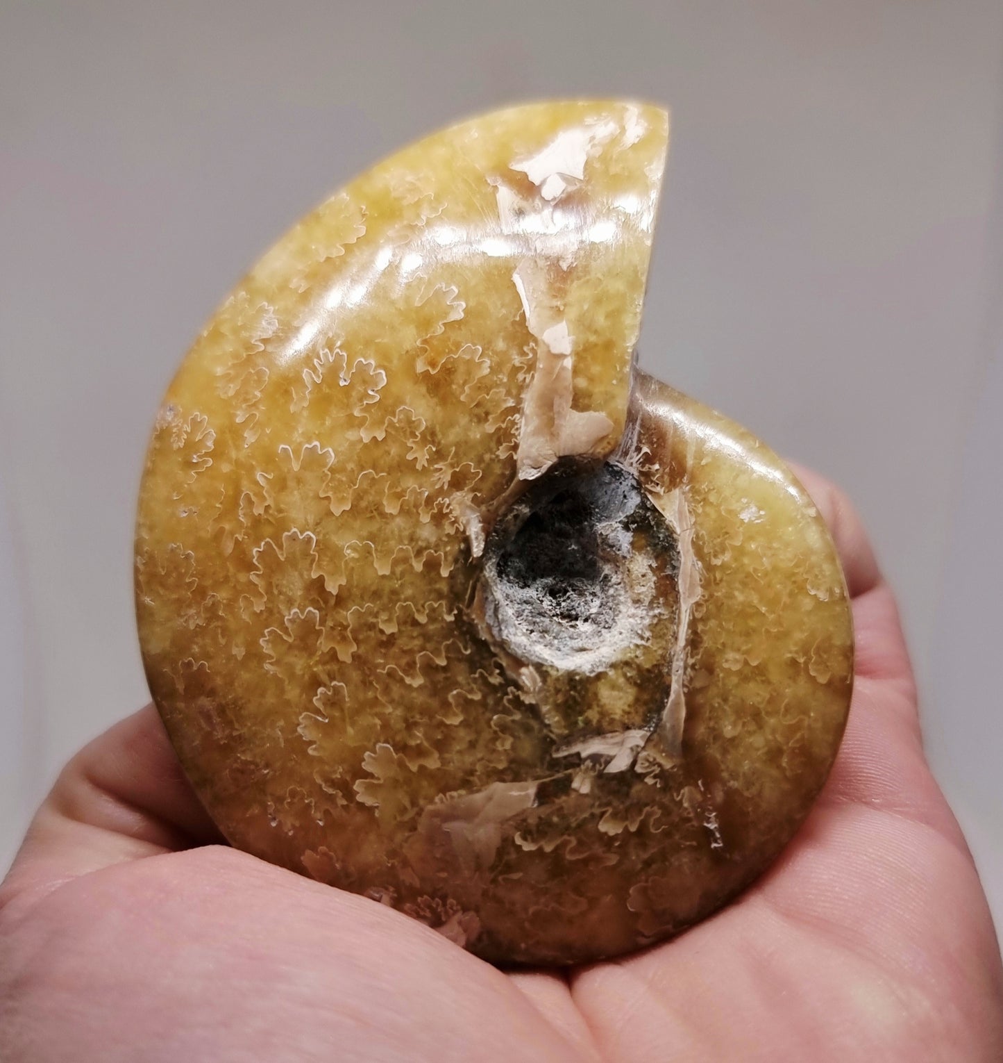 AMMONITE PHYLLOCERAS "JIGSAW" WHOLE FOSSIL - AURA CLEANSING