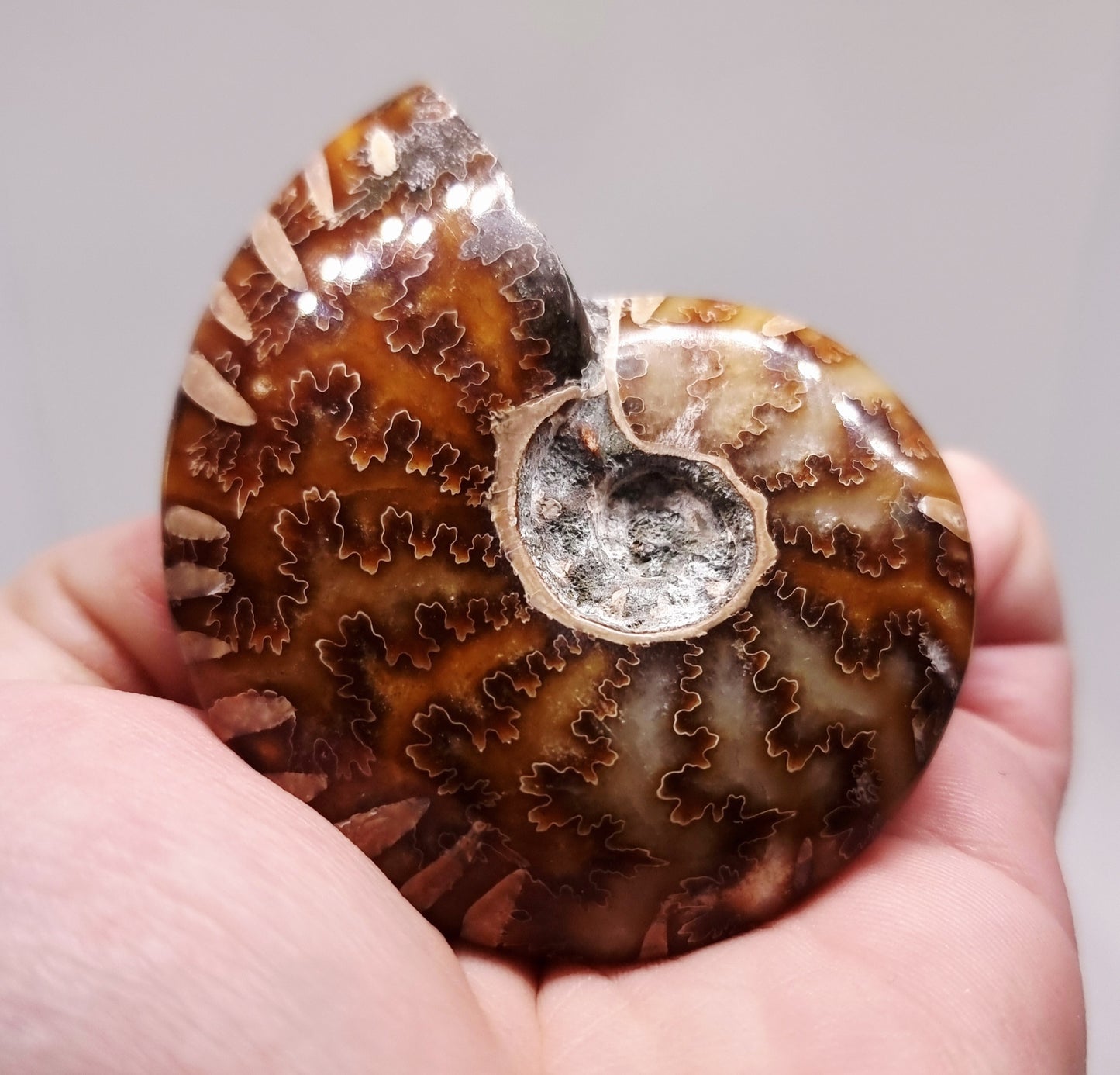 AMMONITE PHYLLOCERAS "JIGSAW" WHOLE FOSSIL 81 g - AURA CLEANSING
