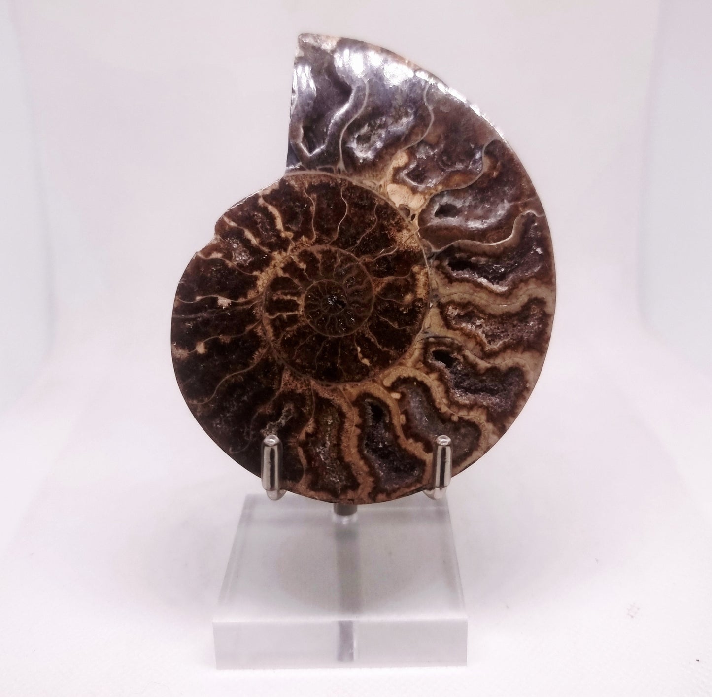 BLACK CLEONICERAS AMMONITE FOSSIL HALVE 101 g (A) -  AKASHIC RECORDS
