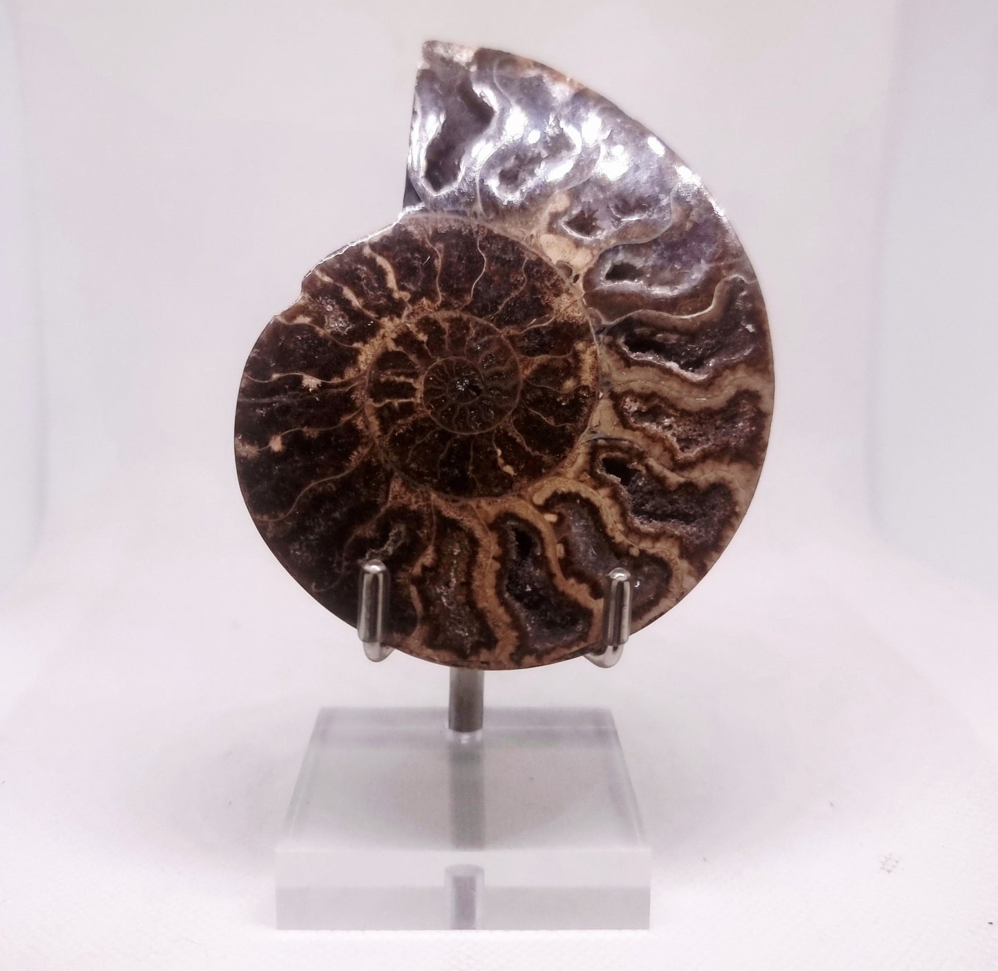 BLACK CLEONICERAS AMMONITE FOSSIL HALVE 101 g (A) -  AKASHIC RECORDS