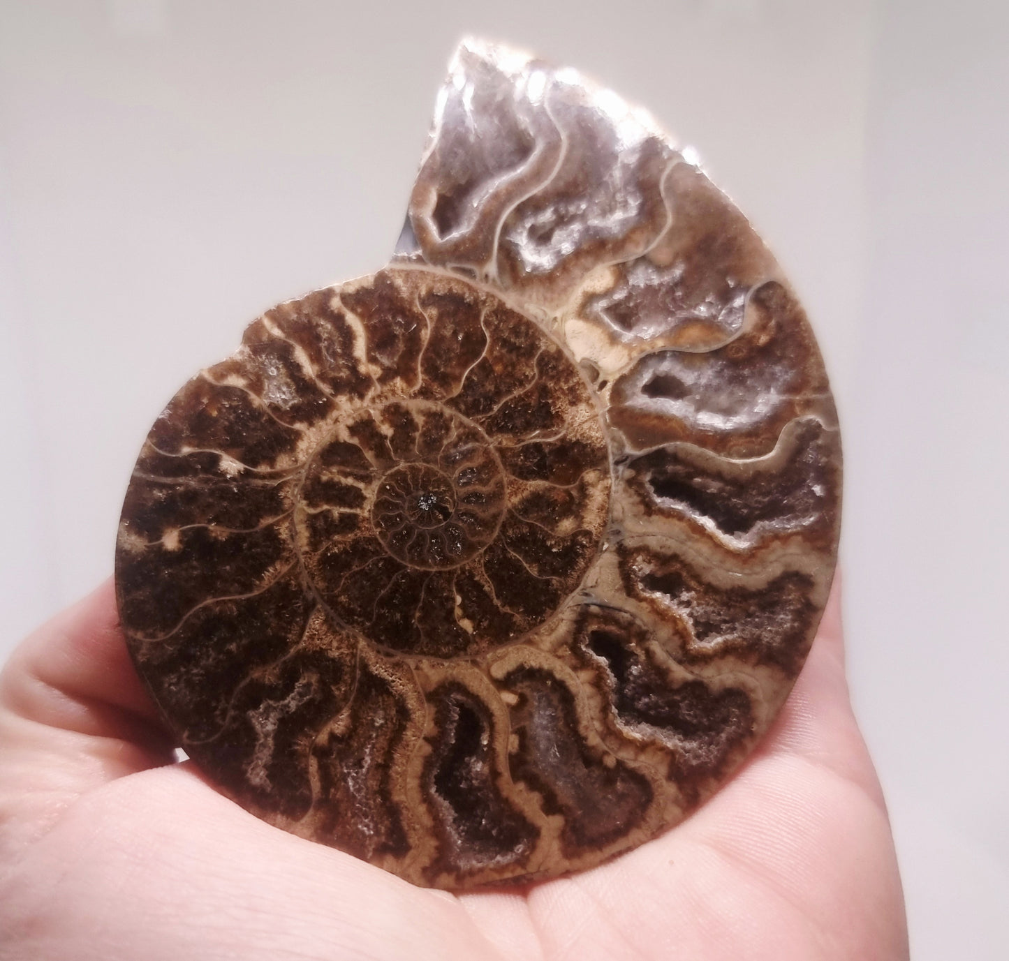 BLACK CLEONICERAS AMMONITE FOSSIL HALVE 101 g (A) -  AKASHIC RECORDS
