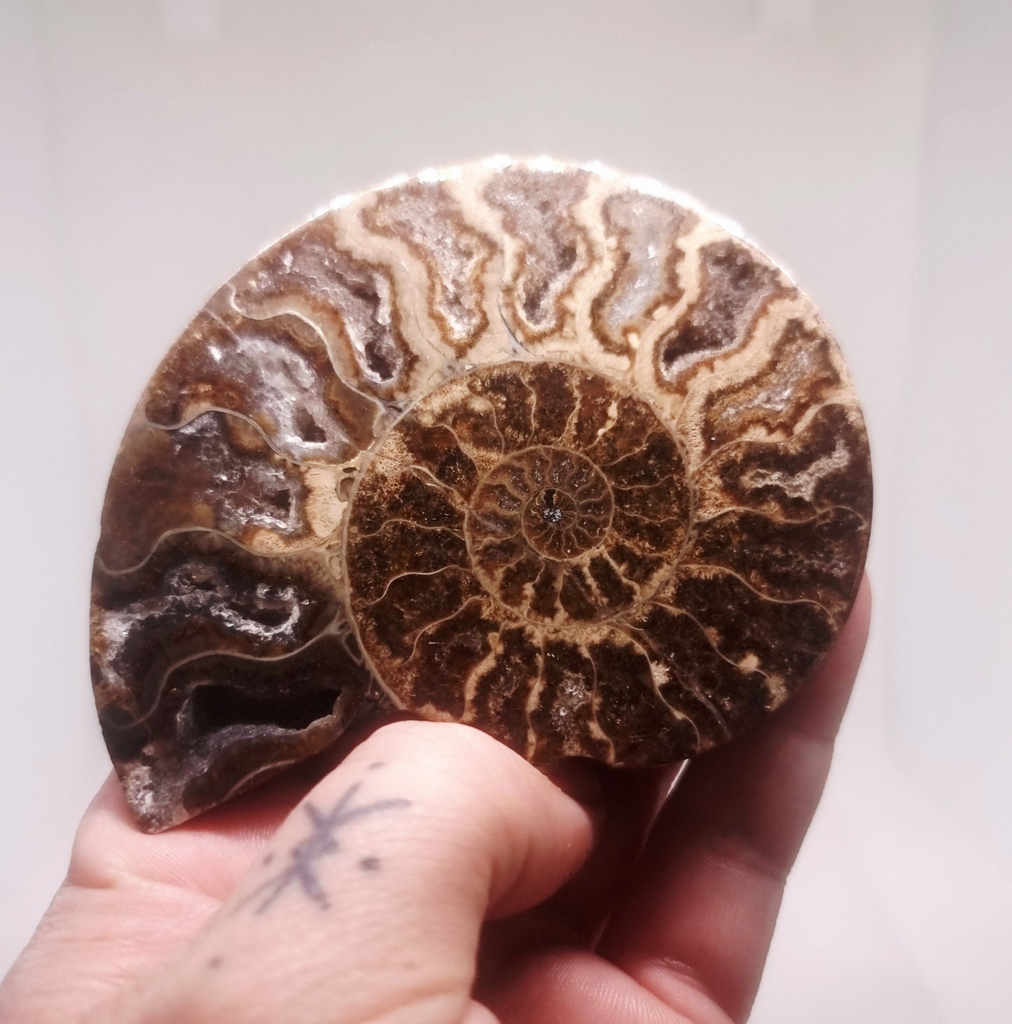 BLACK CLEONICERAS AMMONITE FOSSIL HALVE 101 g (A) -  AKASHIC RECORDS