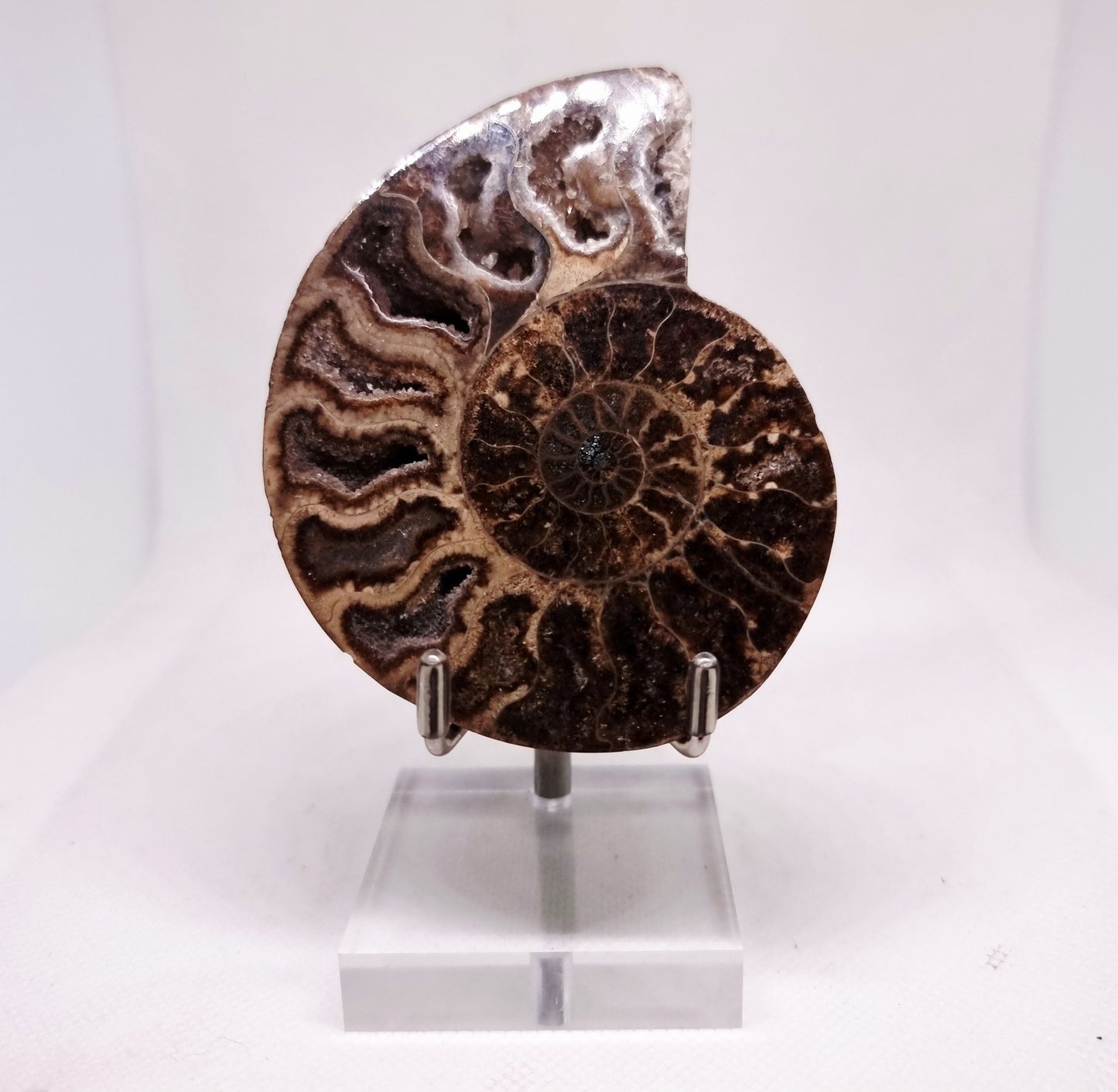 BLACK CLEONICERAS AMMONITE FOSSIL HALVE 101 g (B) -  AKASHIC RECORDS