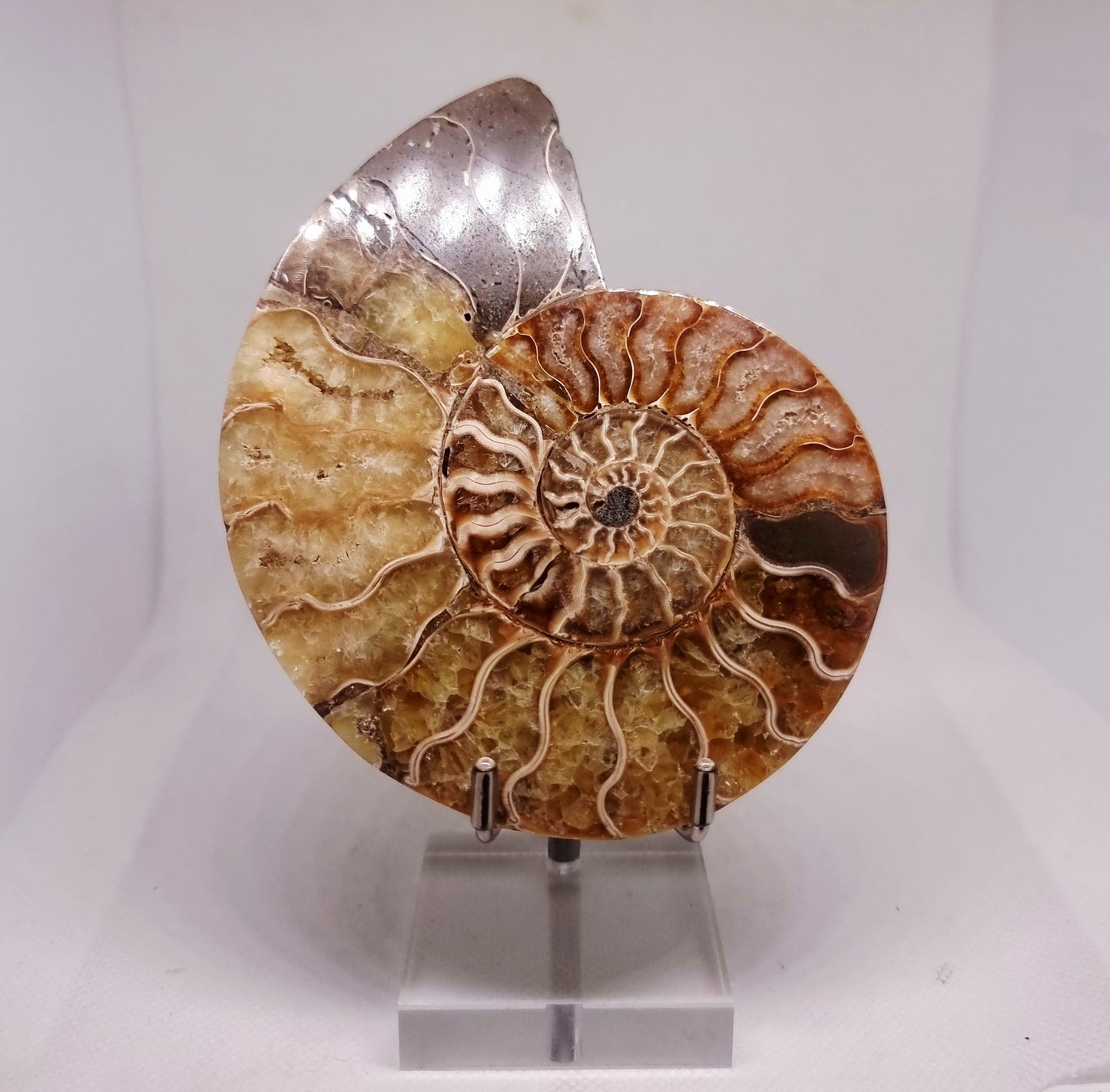 CLEONICERAS AMMONITE HALVE 199 g (B) - AKASHIC RECORDS