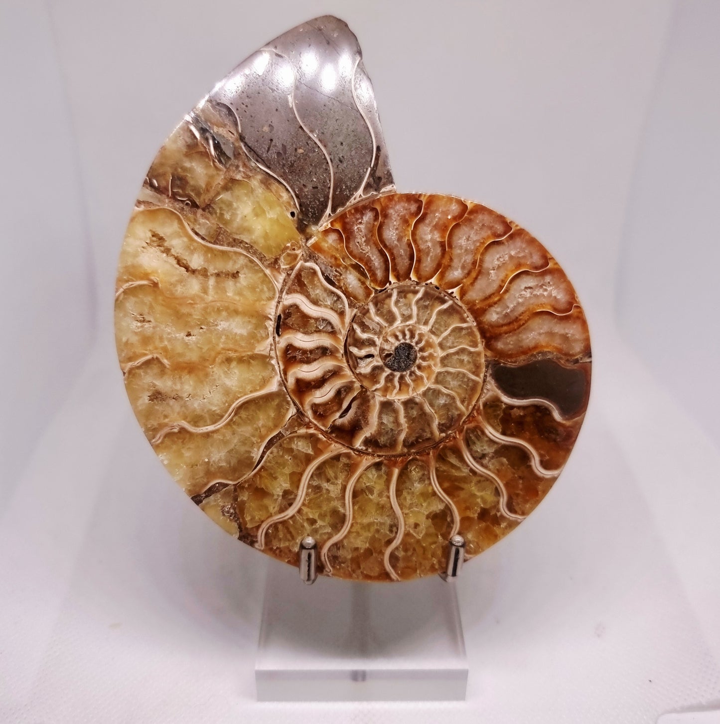 CLEONICERAS AMMONITE HALVE 199 g (B) - AKASHIC RECORDS