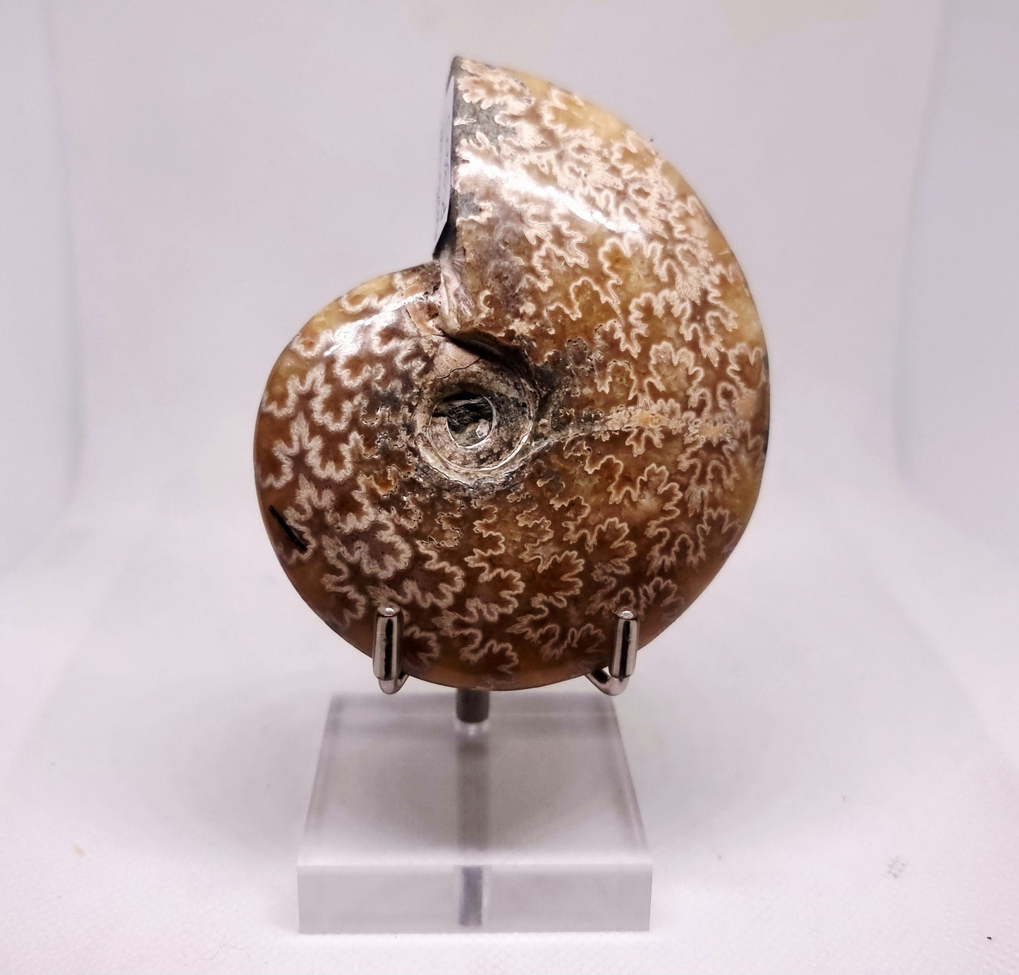 AMMONITE PHYLLOCERAS "JIGSAW" WHOLE FOSSIL 163 g - AURA CLEANSING