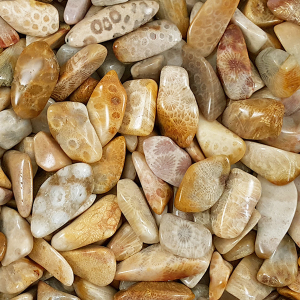 Agatised Coral Pocket Stones XL - Wildlings Crystals South Africa
