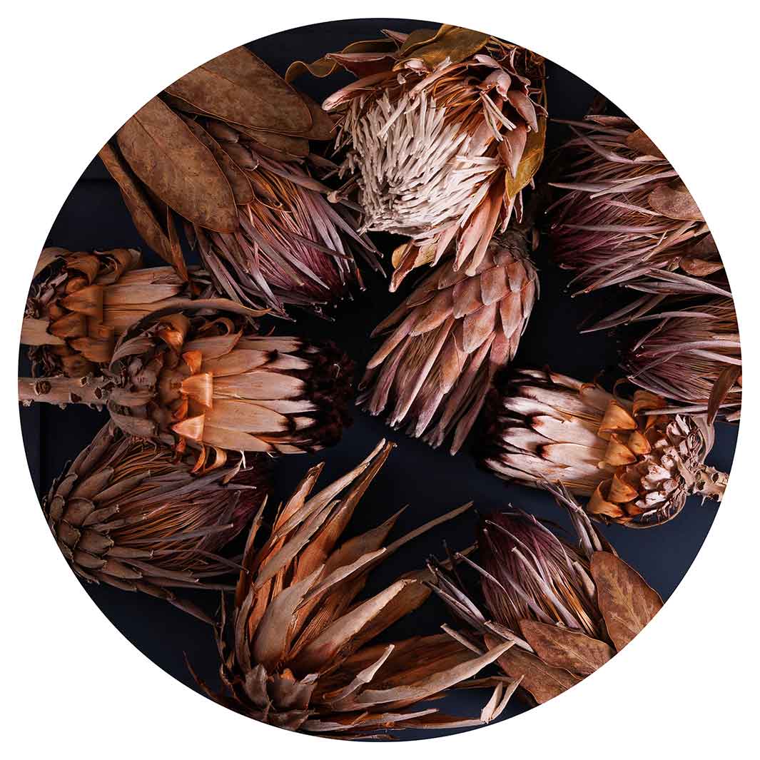 GOLDEN BROWN PROTEAS ROUND RUG