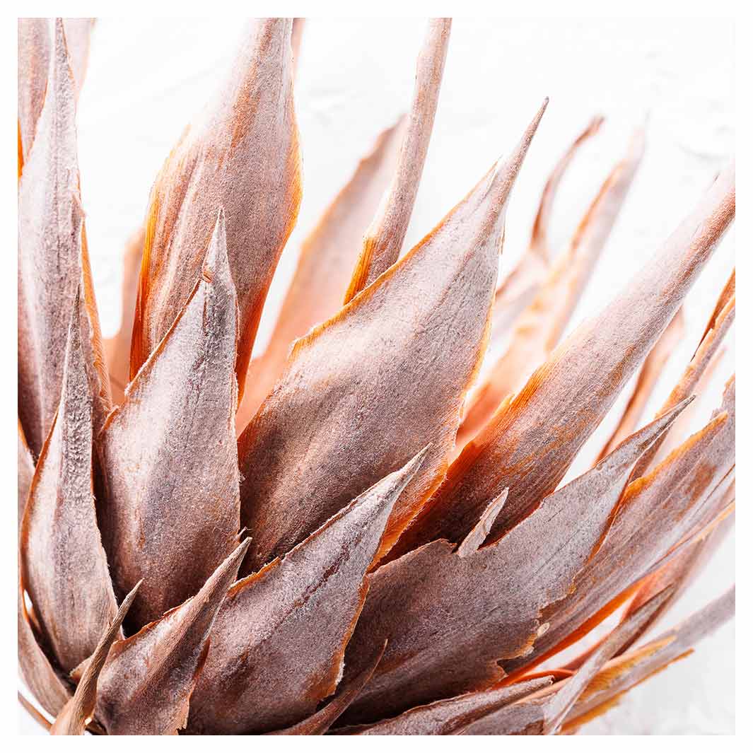 DRIED RUSTIC PINK PROTEA NAPKIN