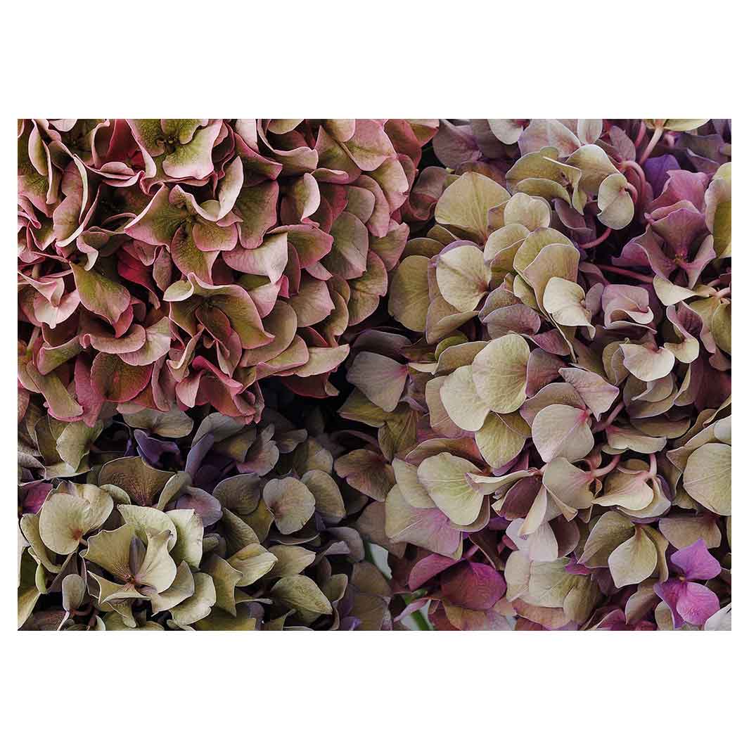 HYDRANGEA DEEP FLORAL TONES TABLECLOTH