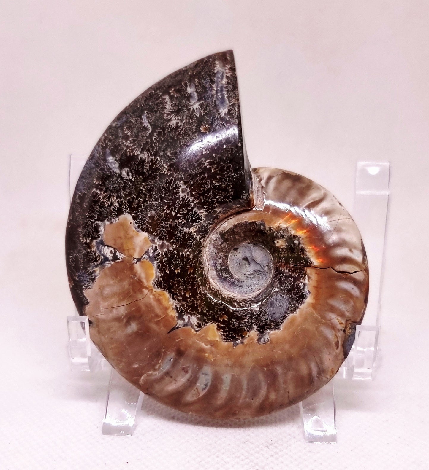 AMMONITE WHOLE FOSSIL FROM MADAGASCAR 141 g - AURA CLEANSING