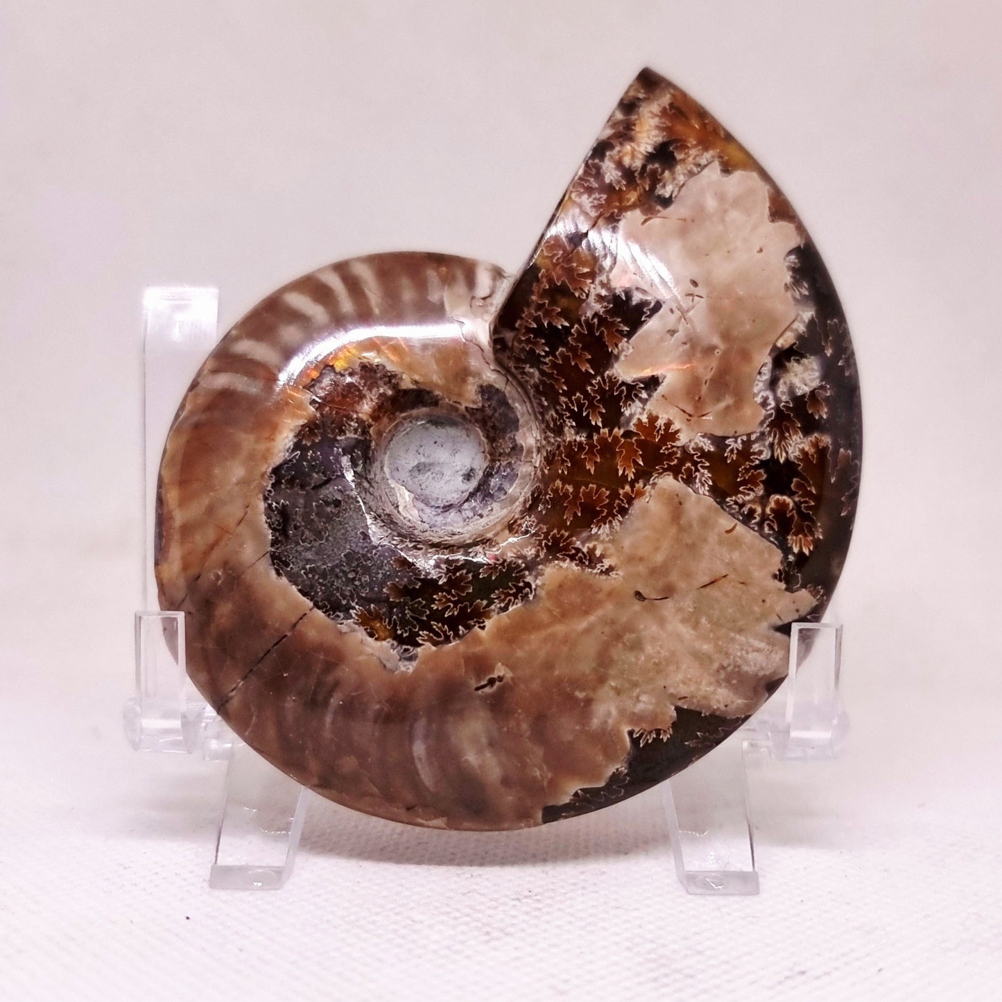 AMMONITE WHOLE FOSSIL FROM MADAGASCAR 141 g - AURA CLEANSING