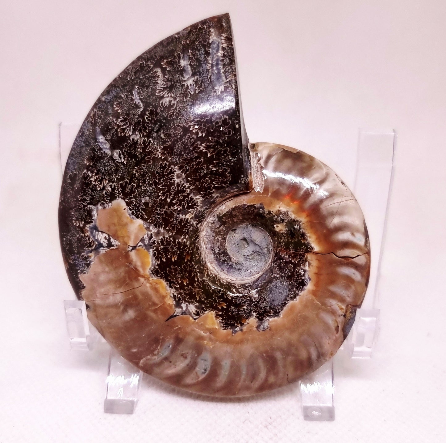 AMMONITE WHOLE FOSSIL FROM MADAGASCAR 141 g - AURA CLEANSING
