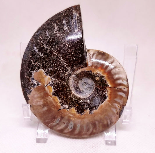 AMMONITE WHOLE FOSSIL FROM MADAGASCAR 141 g - AURA CLEANSING
