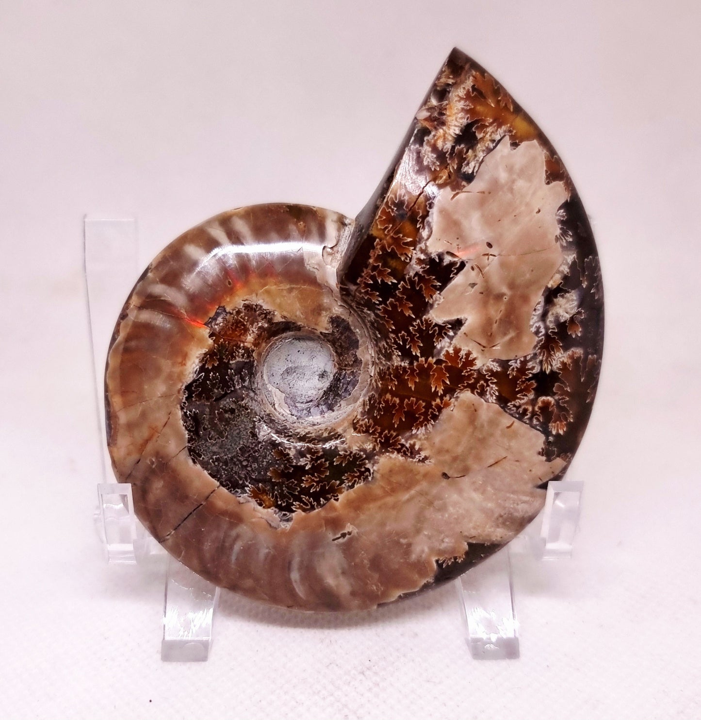 AMMONITE WHOLE FOSSIL FROM MADAGASCAR 141 g - AURA CLEANSING