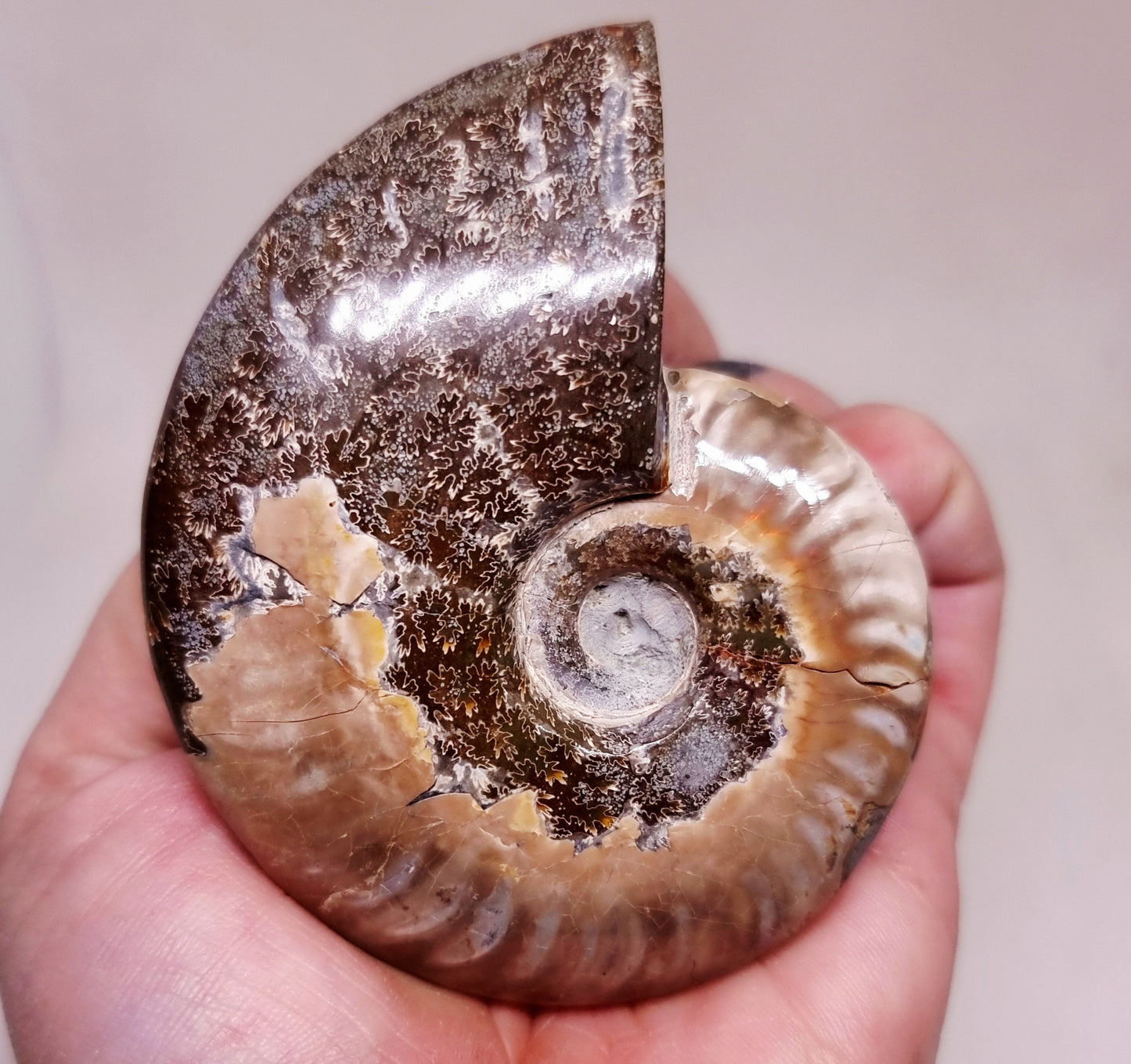 AMMONITE WHOLE FOSSIL FROM MADAGASCAR 141 g - AURA CLEANSING