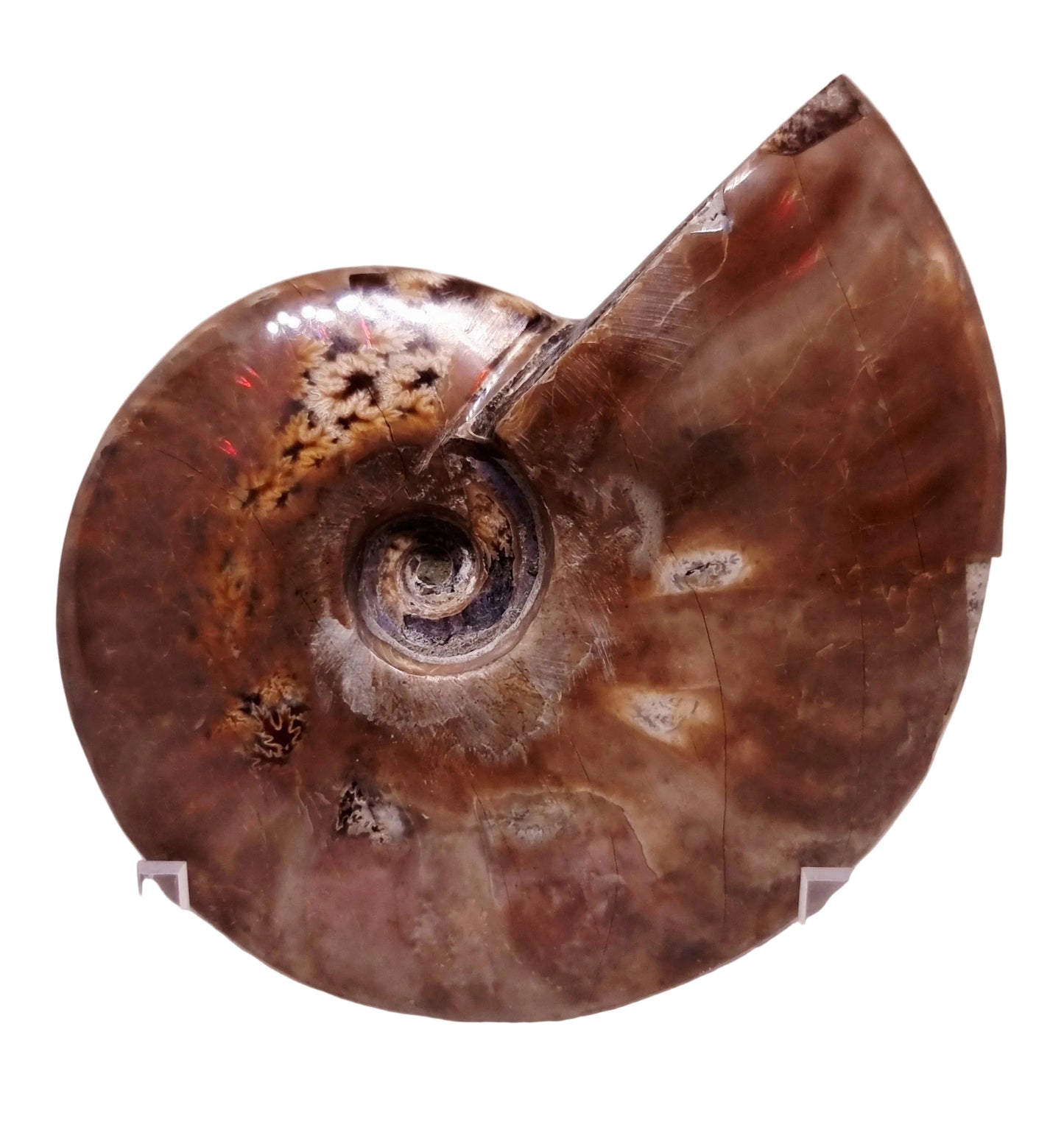 AMMONITE WHOLE FOSSIL FROM MADAGASCAR 252 g - AURA CLEANSING