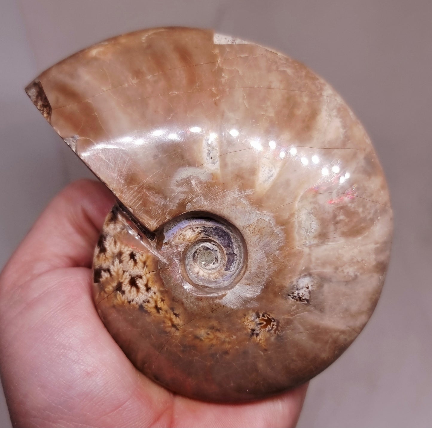 AMMONITE WHOLE FOSSIL FROM MADAGASCAR 252 g - AURA CLEANSING