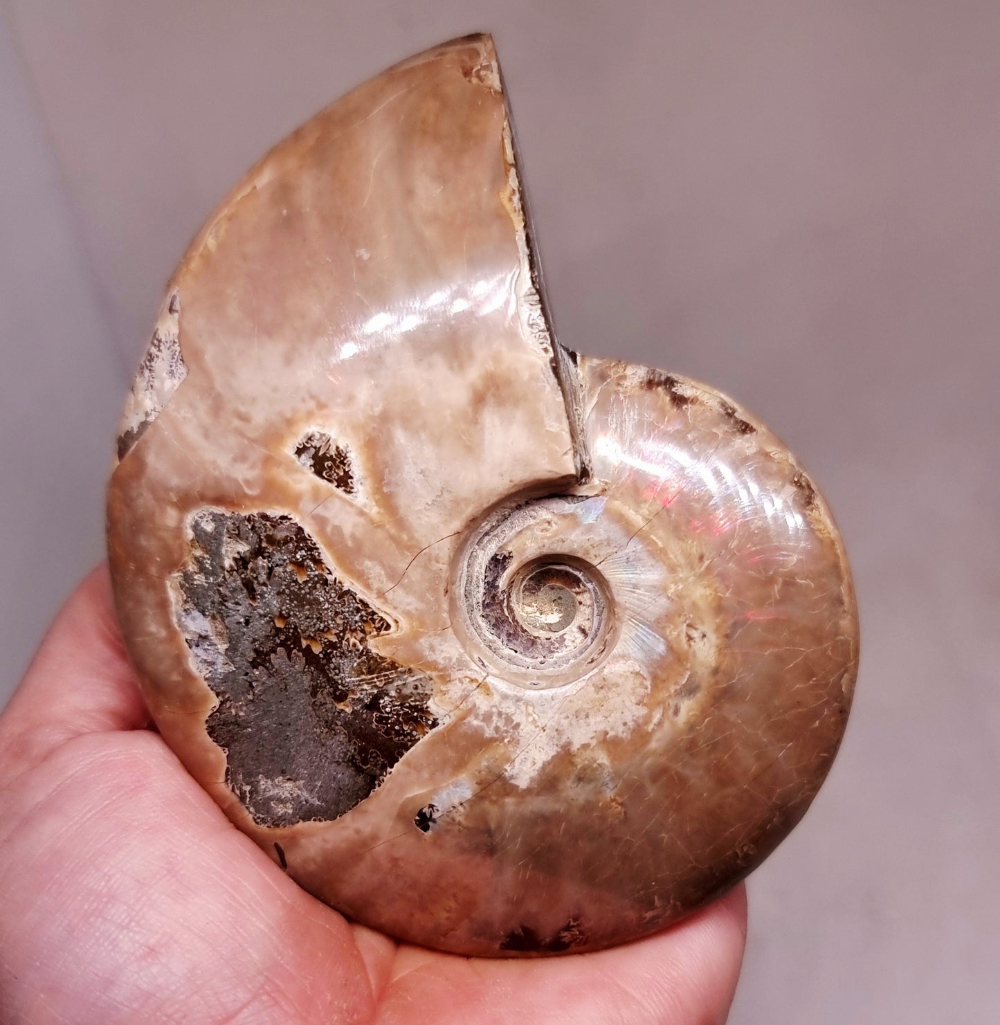 AMMONITE WHOLE FOSSIL FROM MADAGASCAR 252 g - AURA CLEANSING