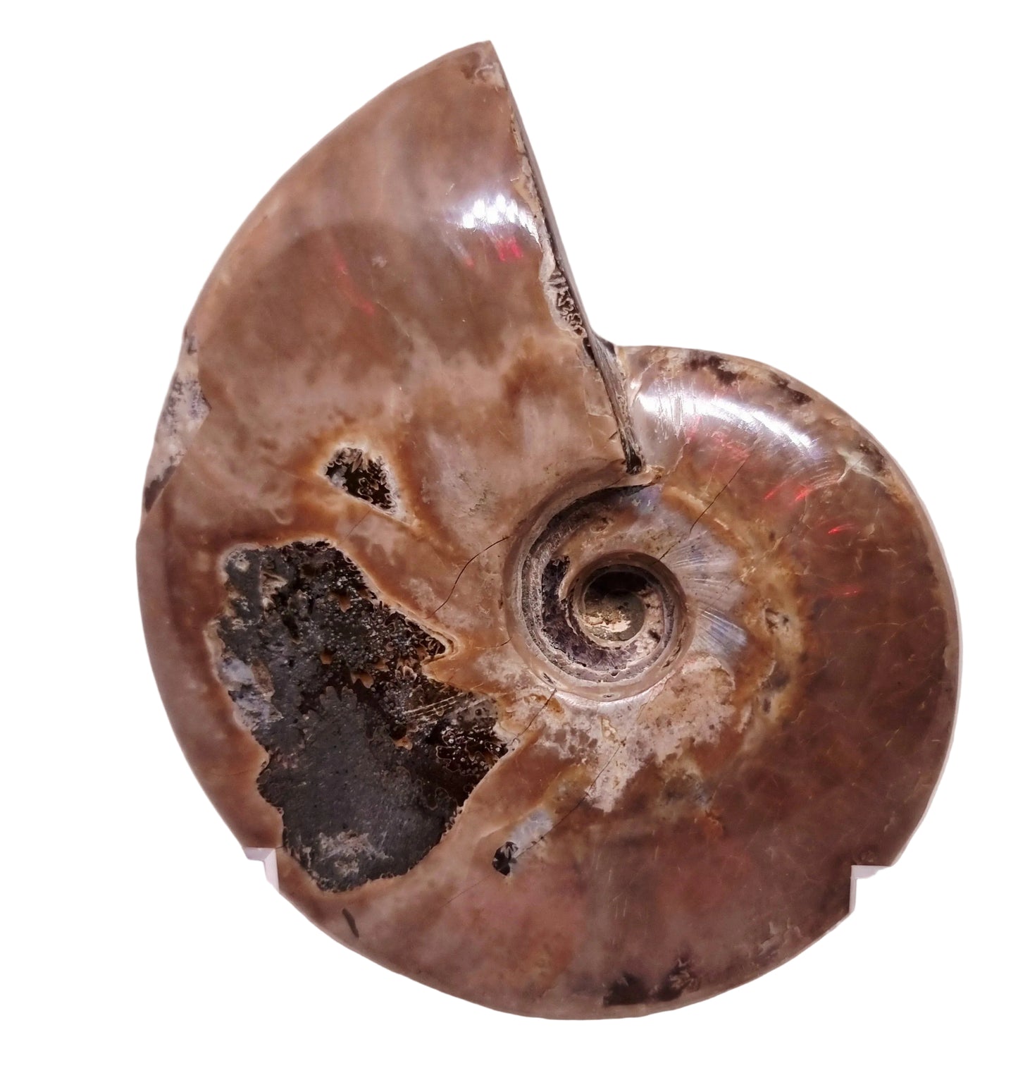 AMMONITE WHOLE FOSSIL FROM MADAGASCAR 252 g - AURA CLEANSING