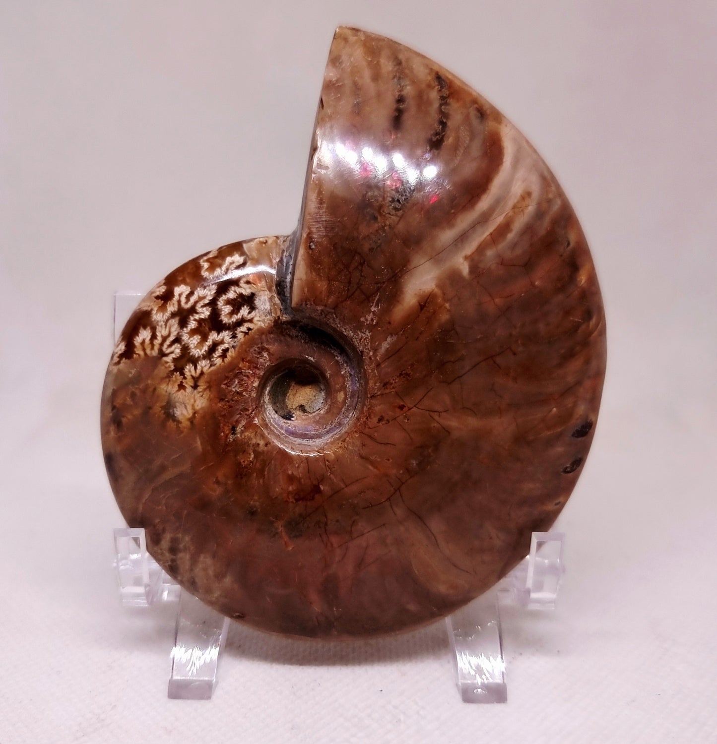 AMMONITE WHOLE FOSSIL FROM MADAGASCAR 227 g - AURA CLEANSING