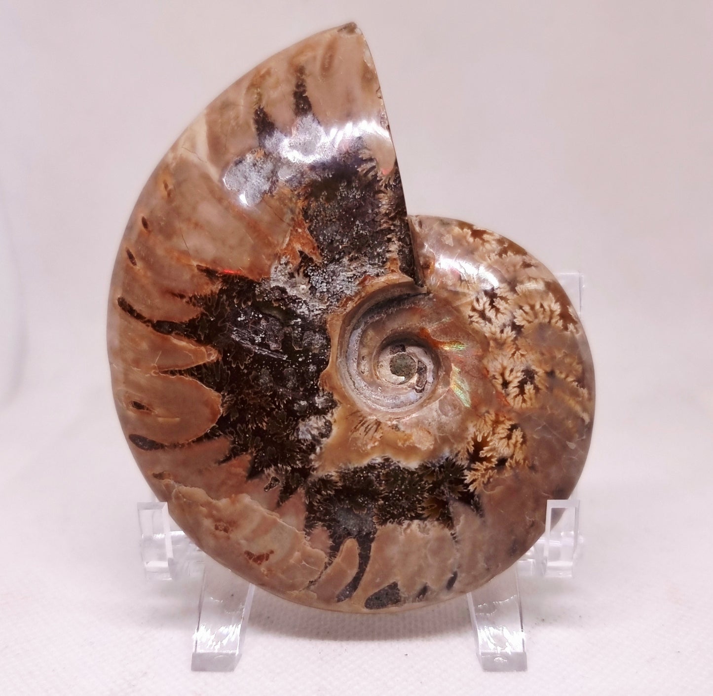 AMMONITE WHOLE FOSSIL FROM MADAGASCAR 227 g - AURA CLEANSING
