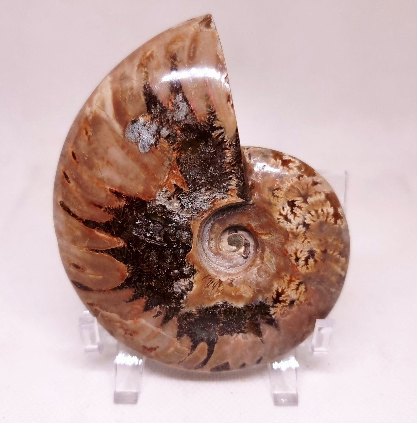 AMMONITE WHOLE FOSSIL FROM MADAGASCAR 227 g - AURA CLEANSING