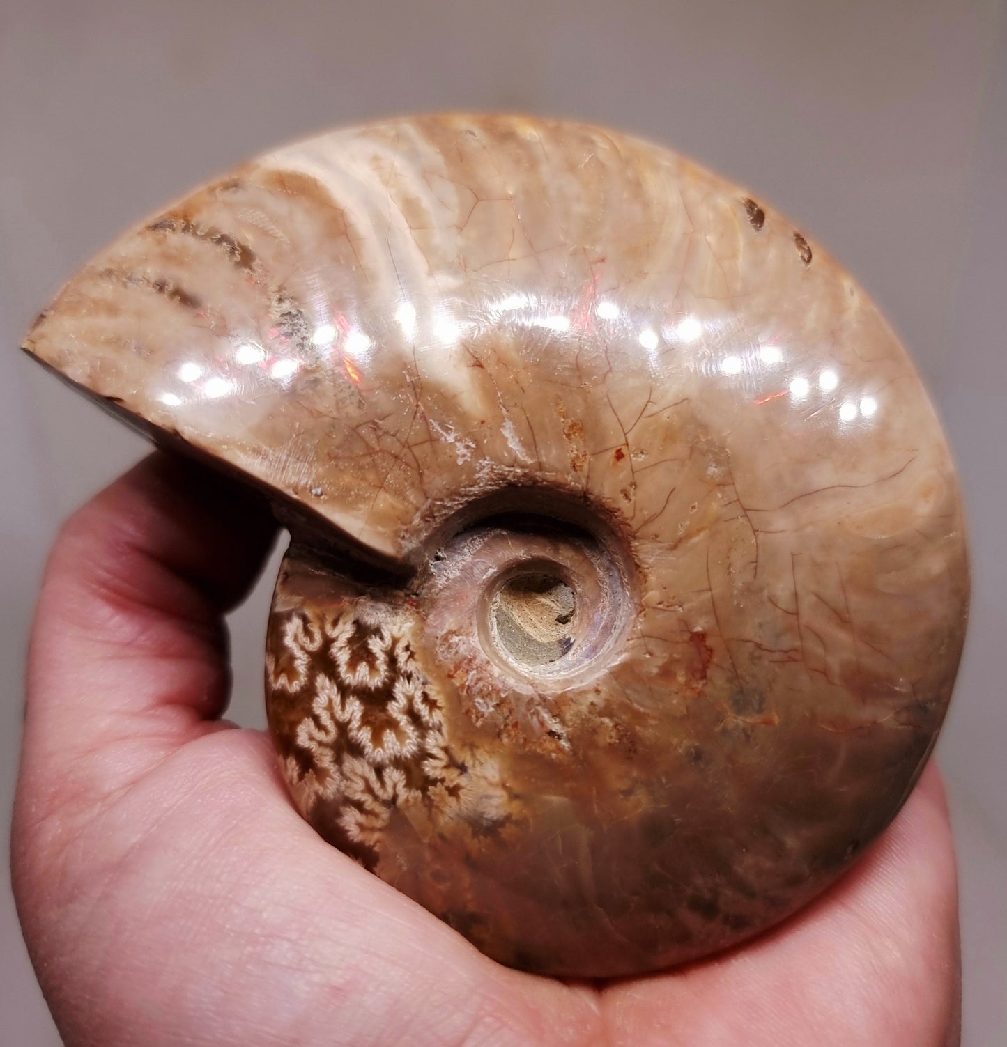 AMMONITE WHOLE FOSSIL FROM MADAGASCAR 227 g - AURA CLEANSING