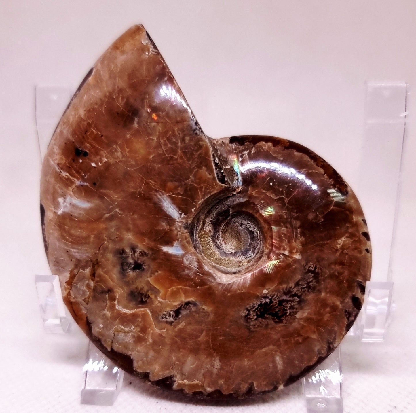 AMMONITE WHOLE FOSSIL FROM MADAGASCAR 104 g - AURA CLEANSING