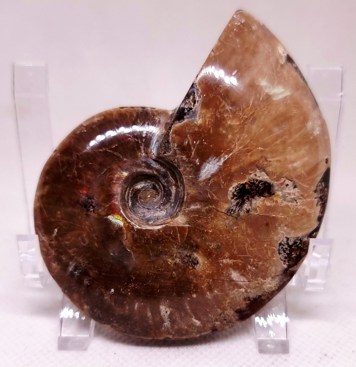 AMMONITE WHOLE FOSSIL FROM MADAGASCAR 104 g - AURA CLEANSING