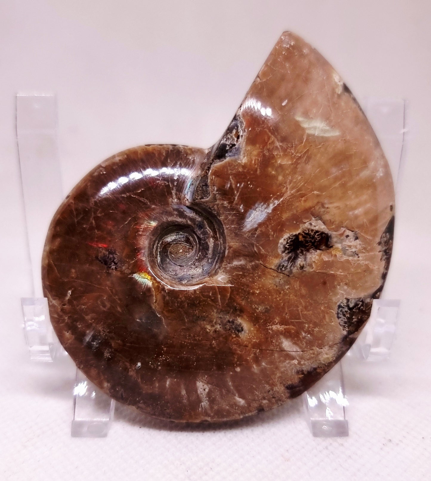 AMMONITE WHOLE FOSSIL FROM MADAGASCAR 104 g - AURA CLEANSING