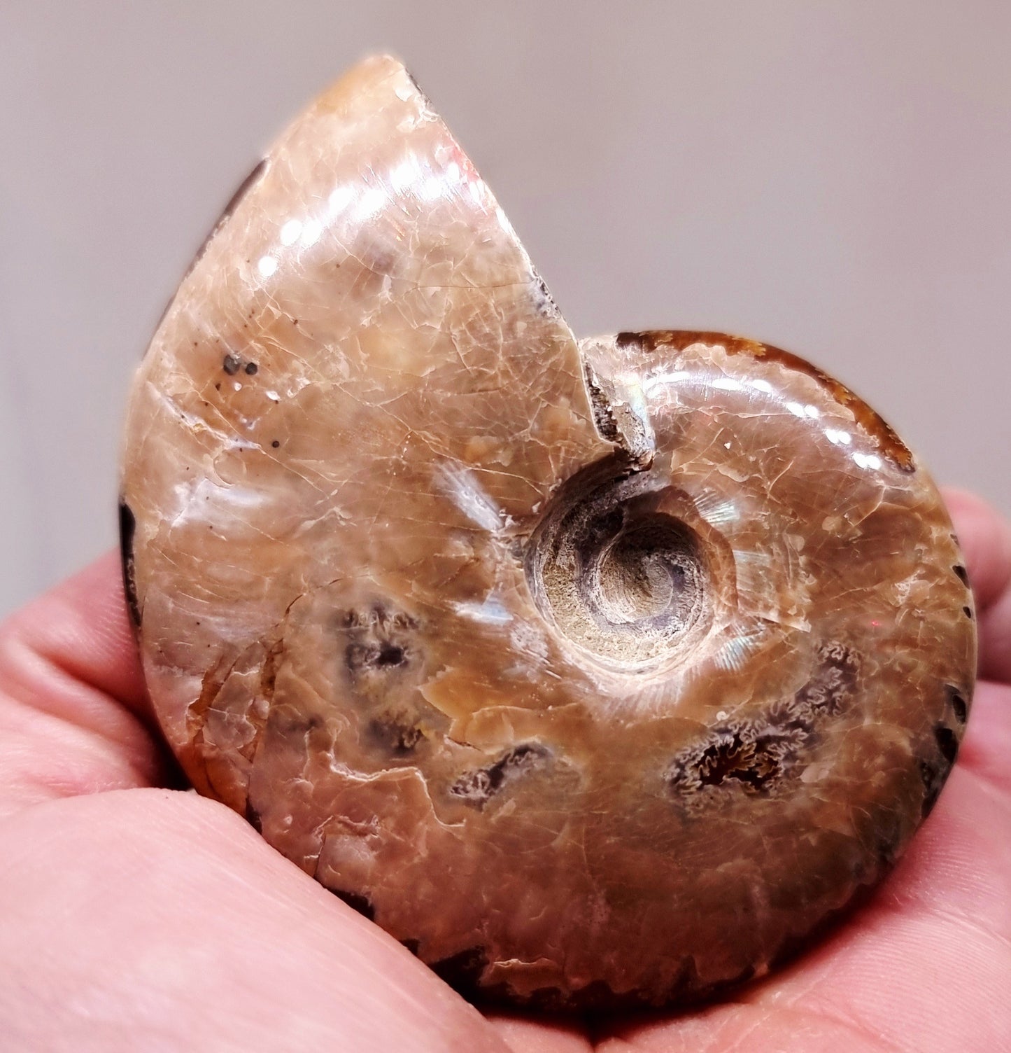 AMMONITE WHOLE FOSSIL FROM MADAGASCAR 104 g - AURA CLEANSING