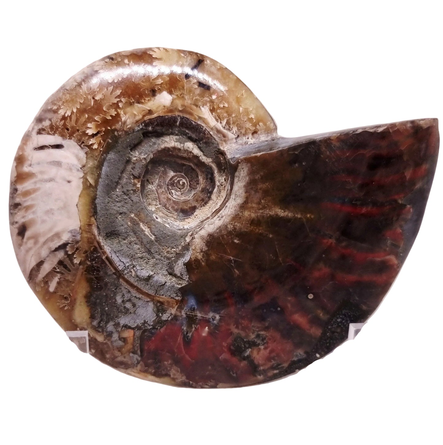 AMMONITE WHOLE FOSSIL FROM MADAGASCAR 218 g - AURA CLEANSING