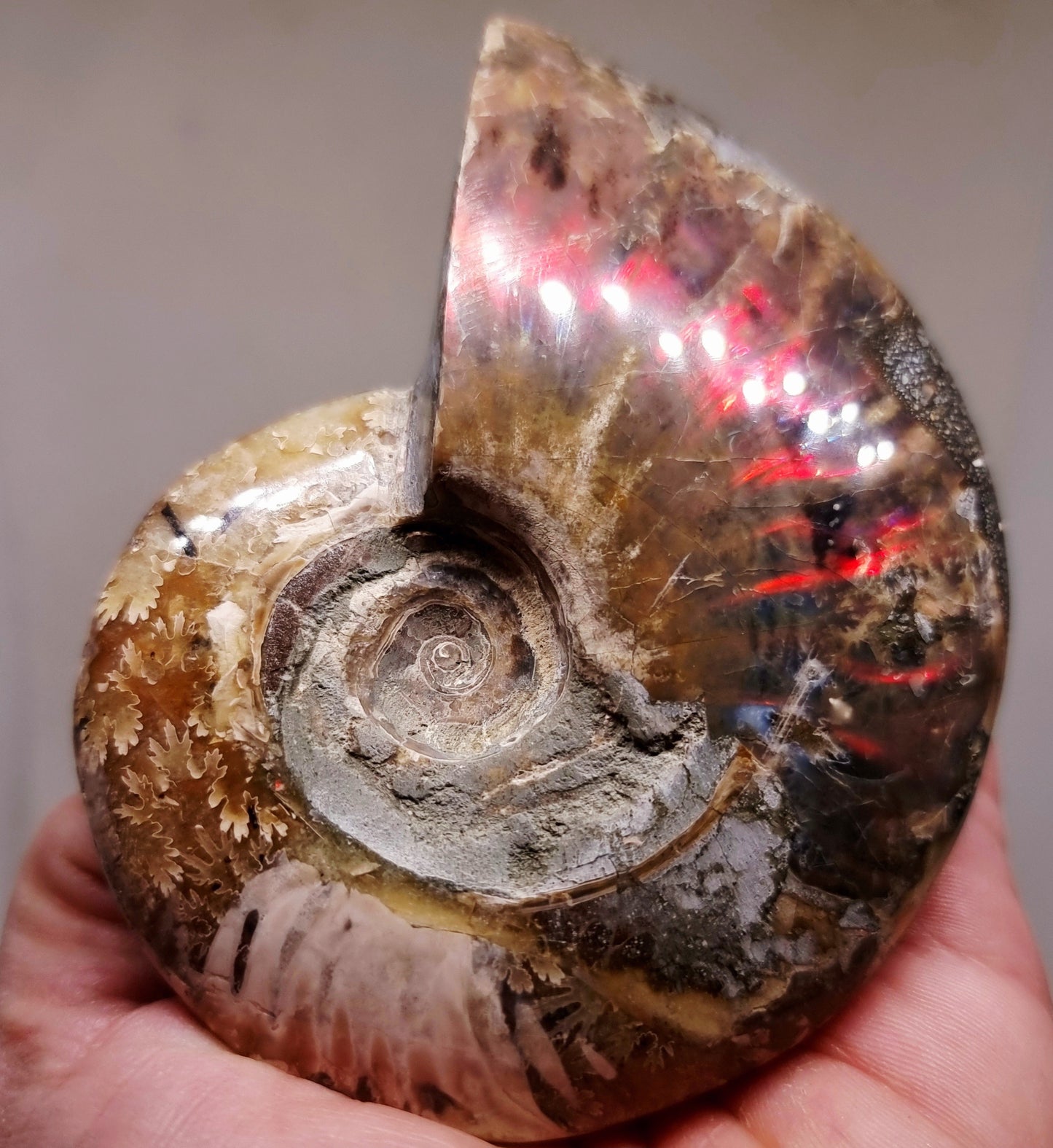 AMMONITE WHOLE FOSSIL FROM MADAGASCAR 218 g - AURA CLEANSING