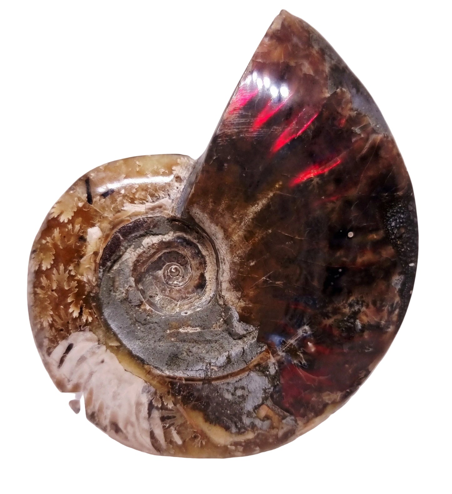 AMMONITE WHOLE FOSSIL FROM MADAGASCAR 218 g - AURA CLEANSING