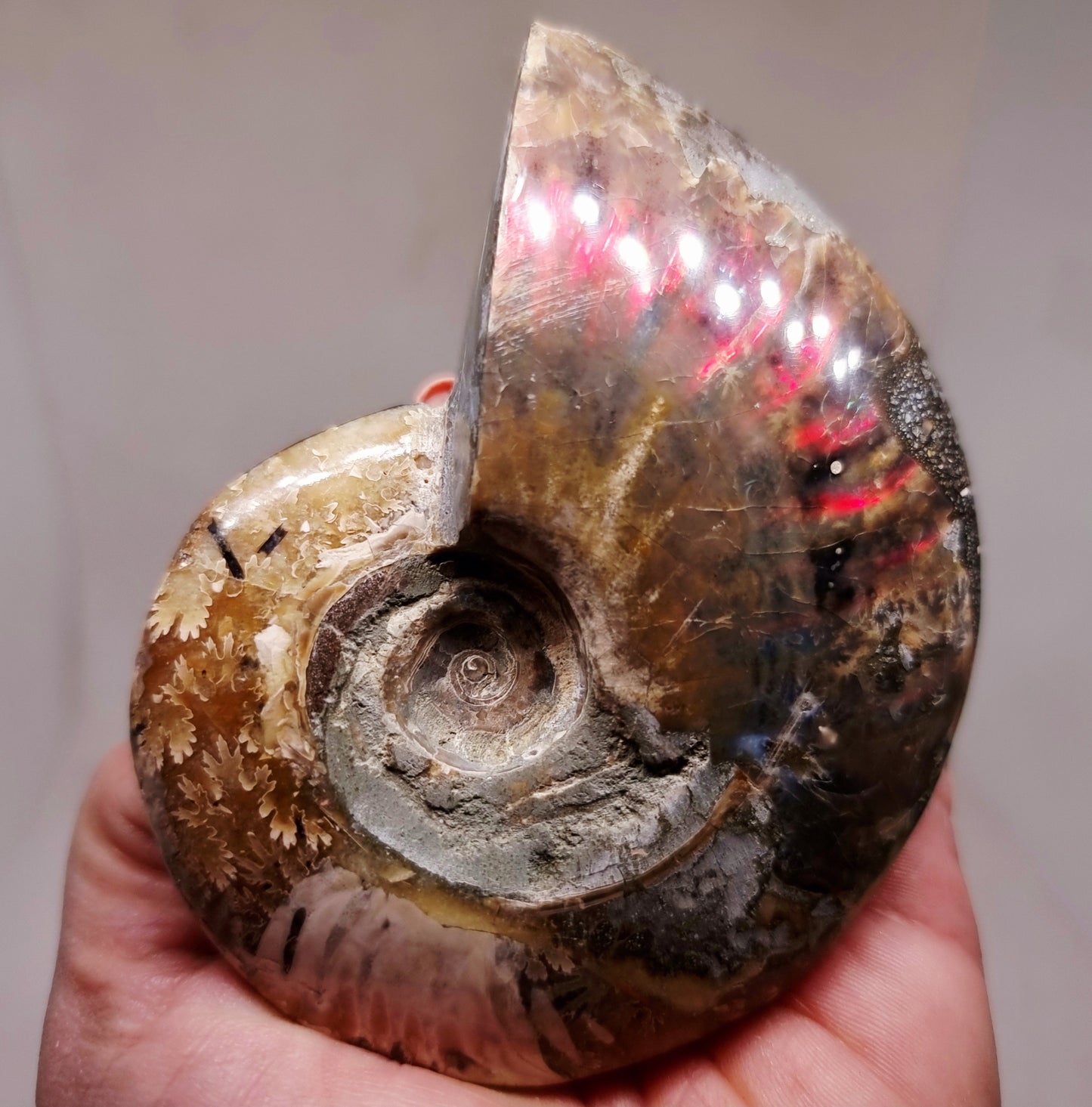AMMONITE WHOLE FOSSIL FROM MADAGASCAR 218 g - AURA CLEANSING