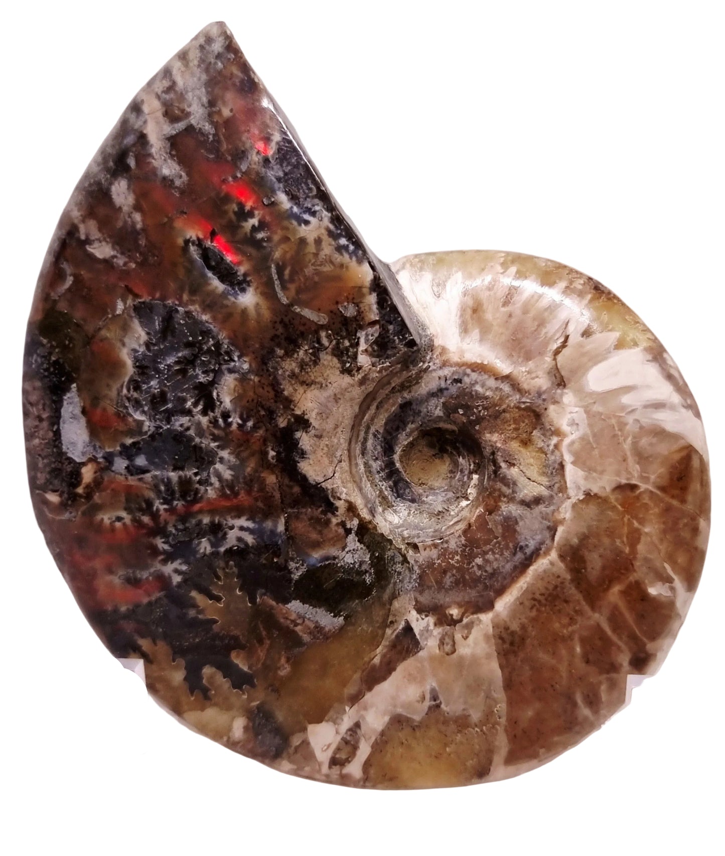 AMMONITE WHOLE FOSSIL FROM MADAGASCAR 218 g - AURA CLEANSING
