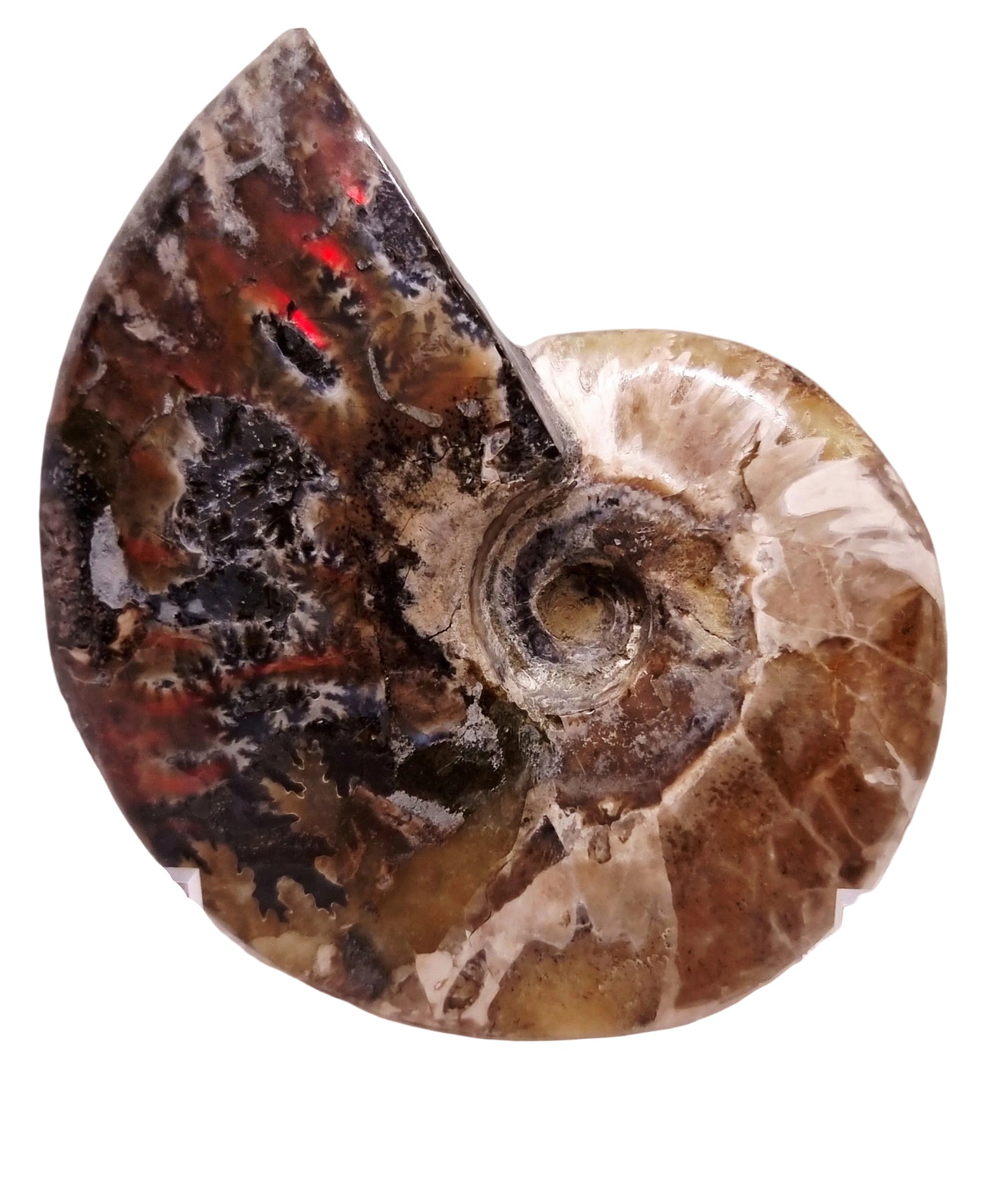 AMMONITE WHOLE FOSSIL FROM MADAGASCAR 218 g - AURA CLEANSING
