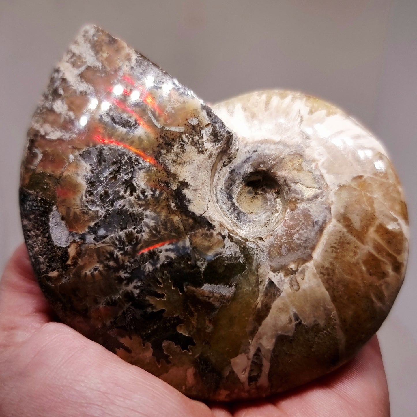 AMMONITE WHOLE FOSSIL FROM MADAGASCAR 218 g - AURA CLEANSING