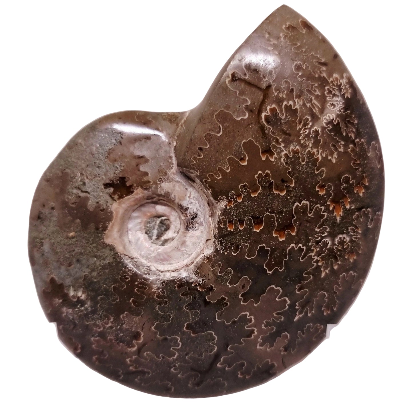 AMMONITE WHOLE FOSSIL FROM MADAGASCAR 192 g - AURA CLEANSING