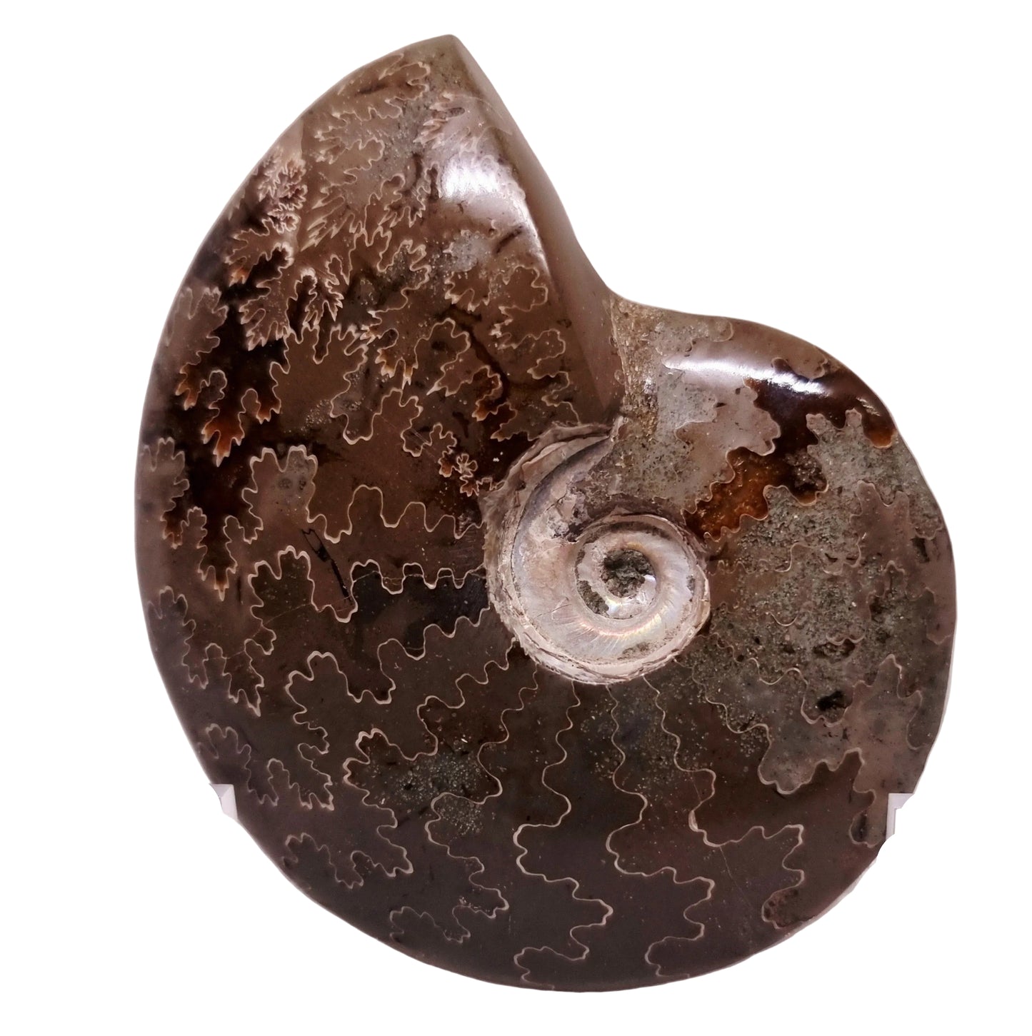 AMMONITE WHOLE FOSSIL FROM MADAGASCAR 192 g - AURA CLEANSING